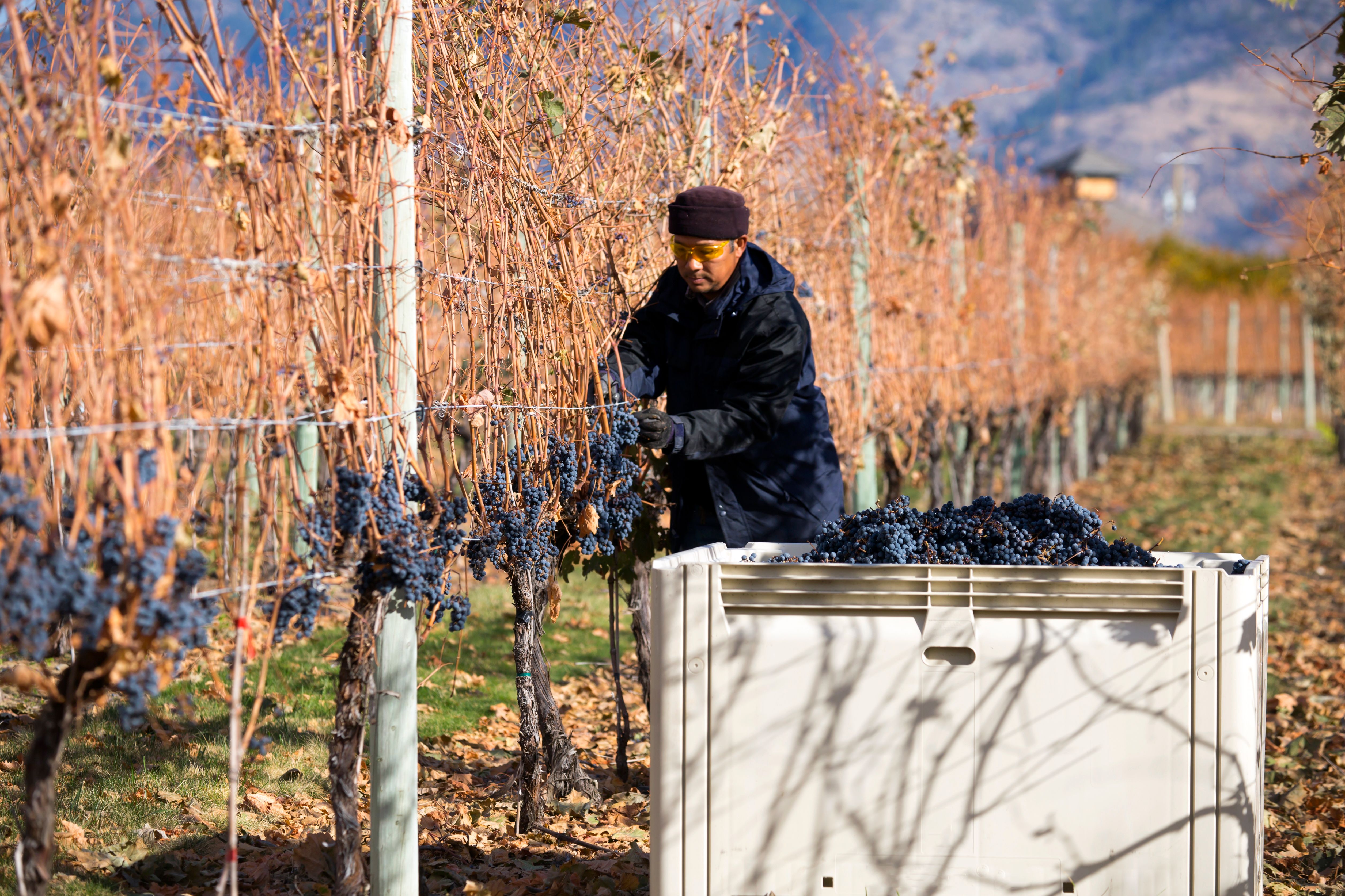 people picking fruit