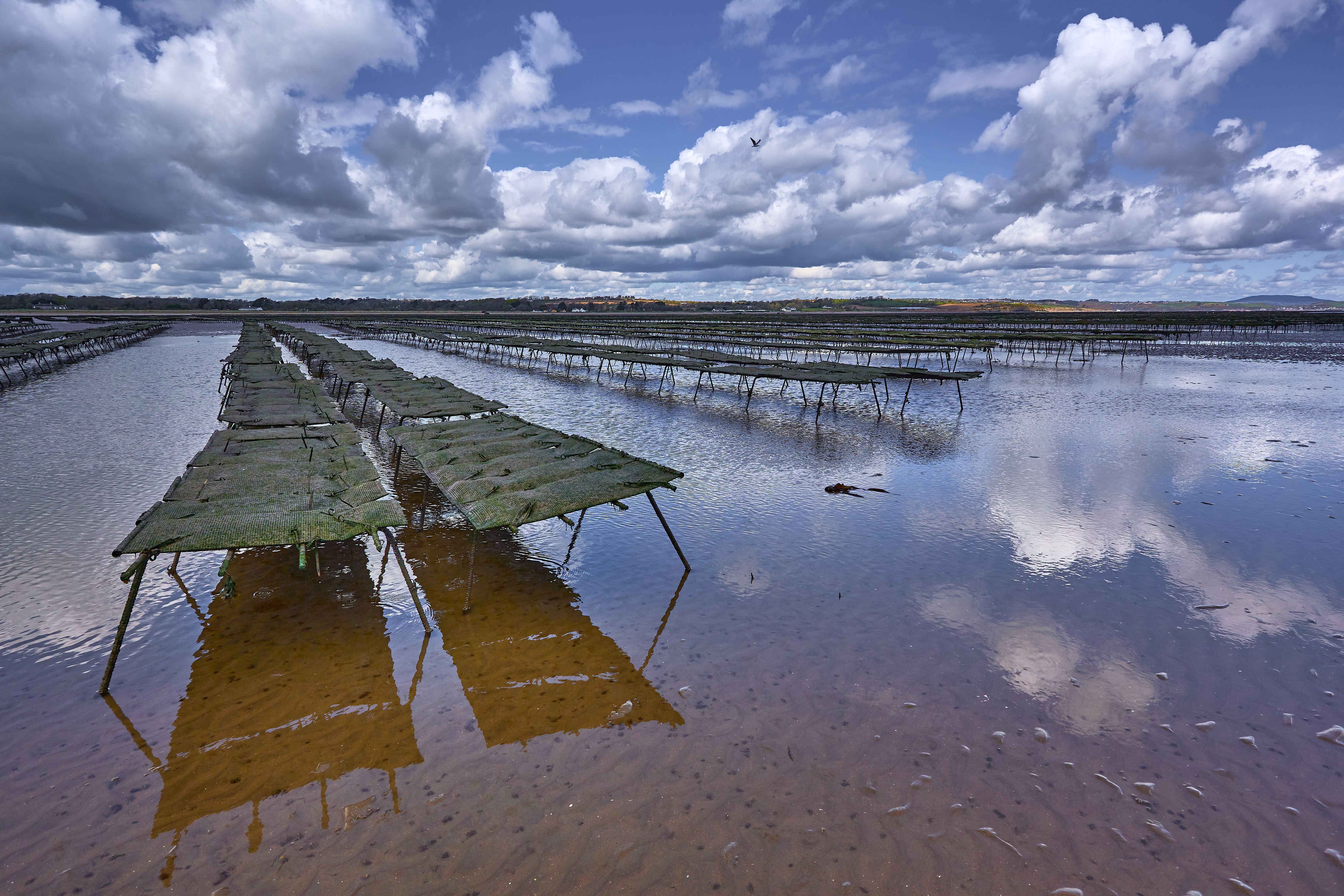 production of oysters on the high seas, mollusc fish farm. Animal production for feeding