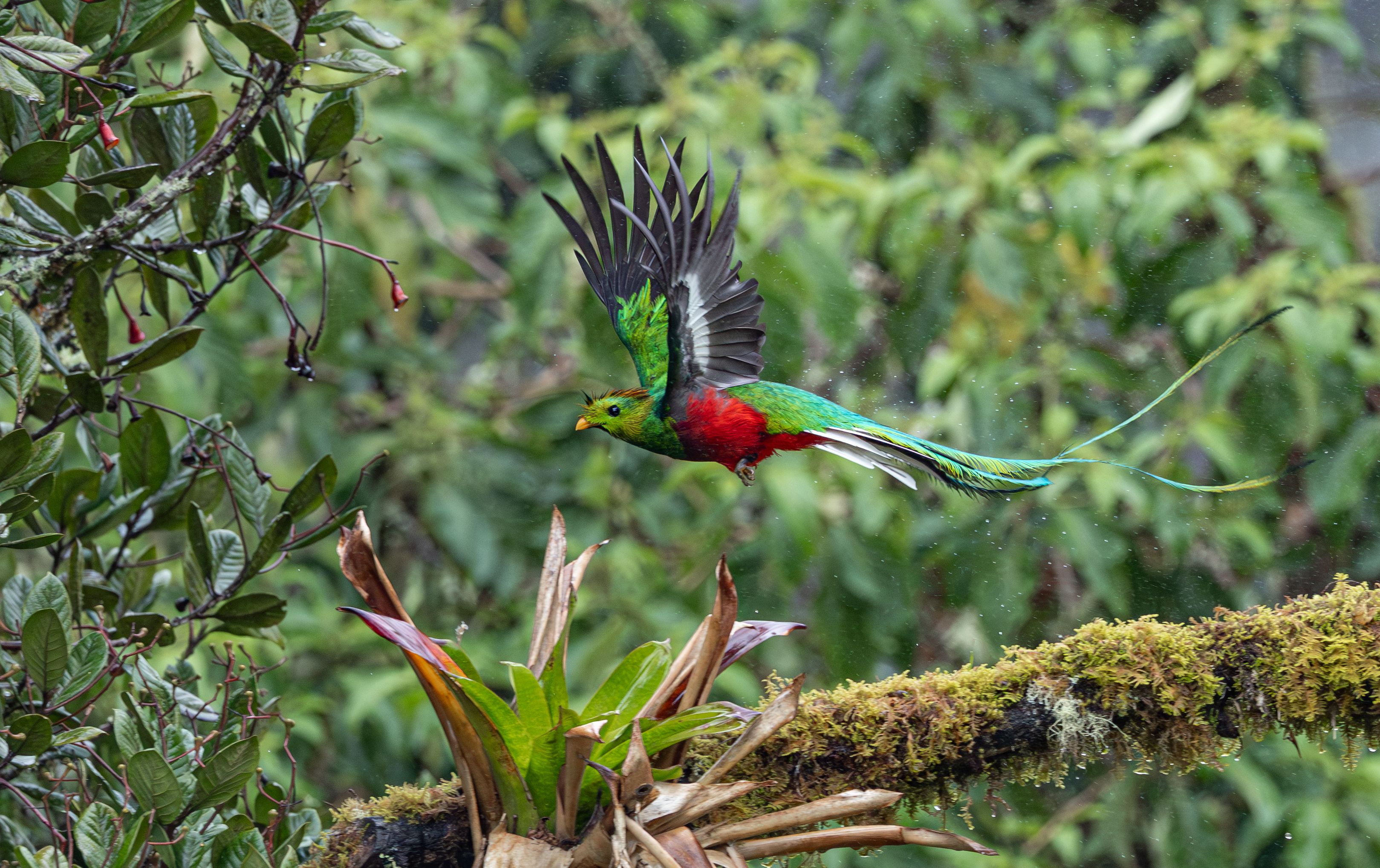 quetzal bird