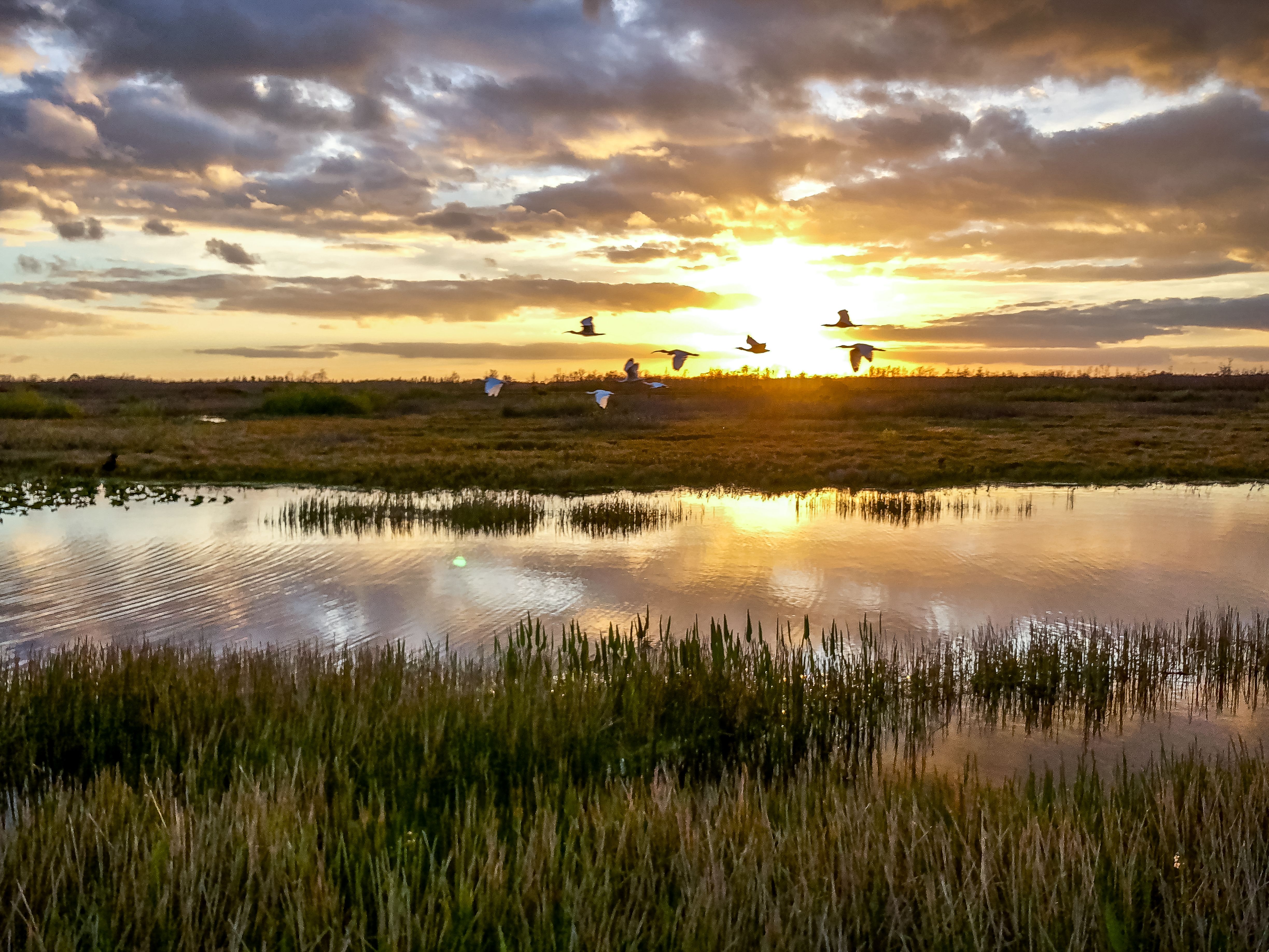 wetland landscape