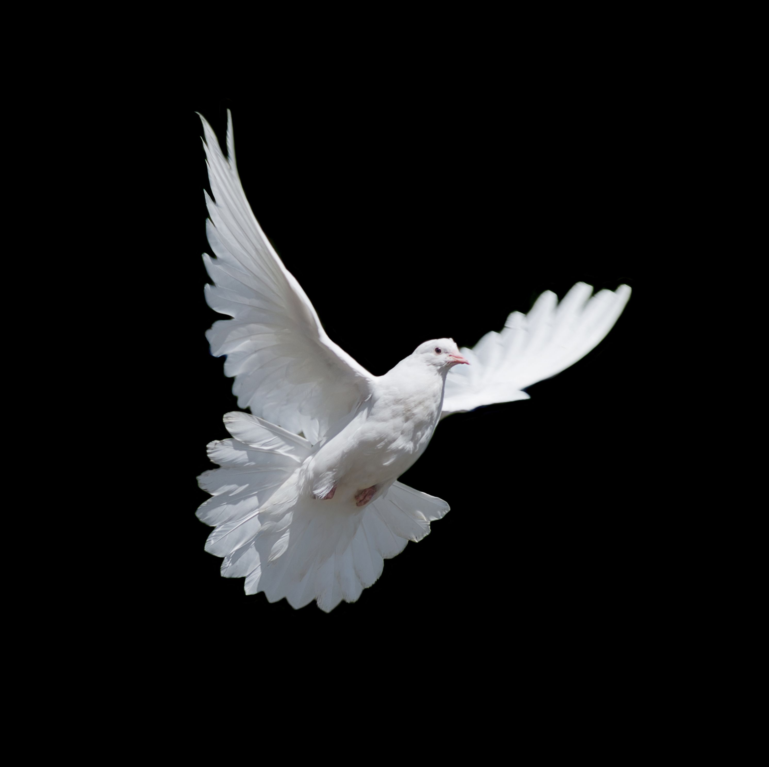 White dove isolated on black