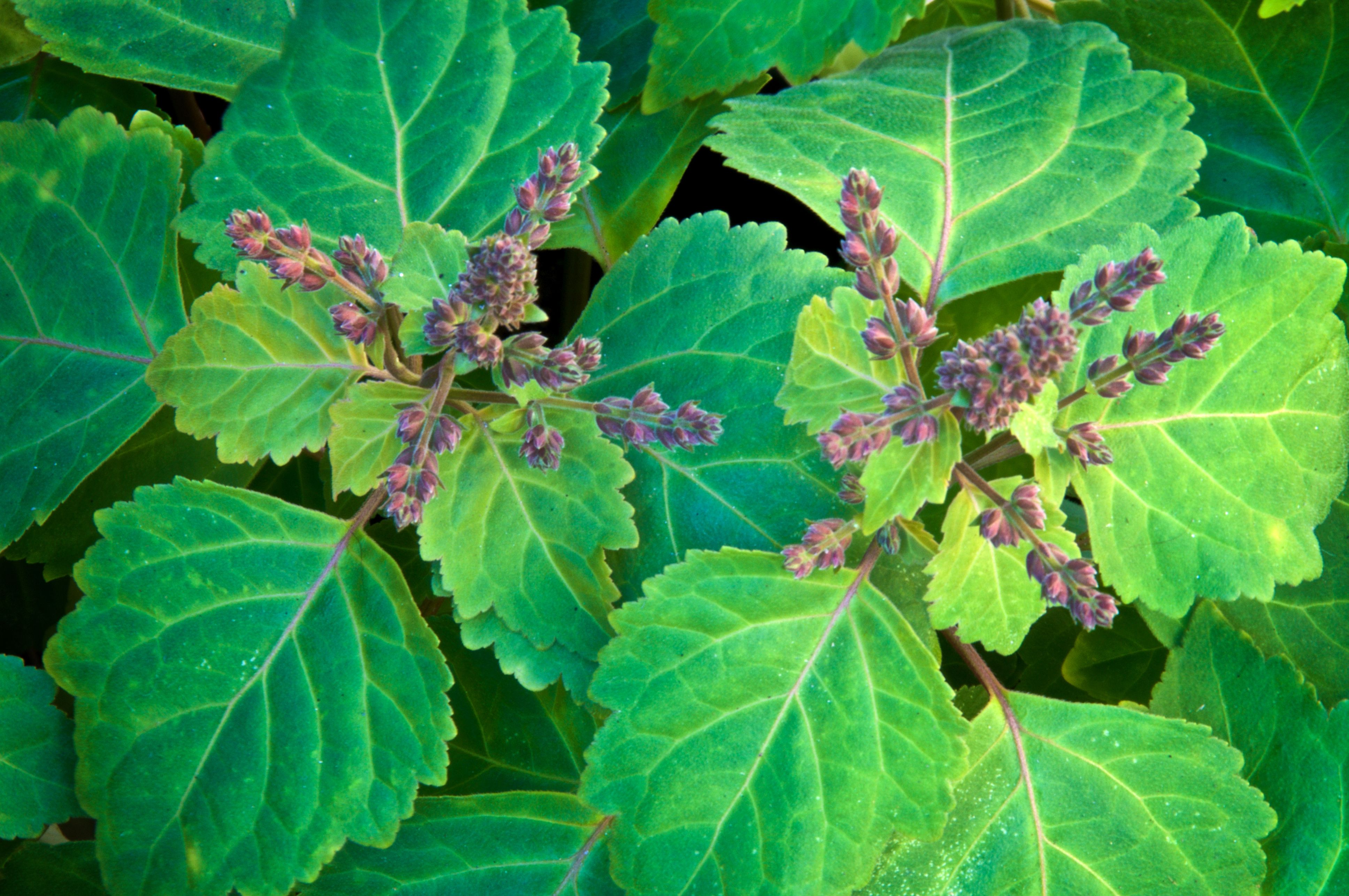 patchouli plant