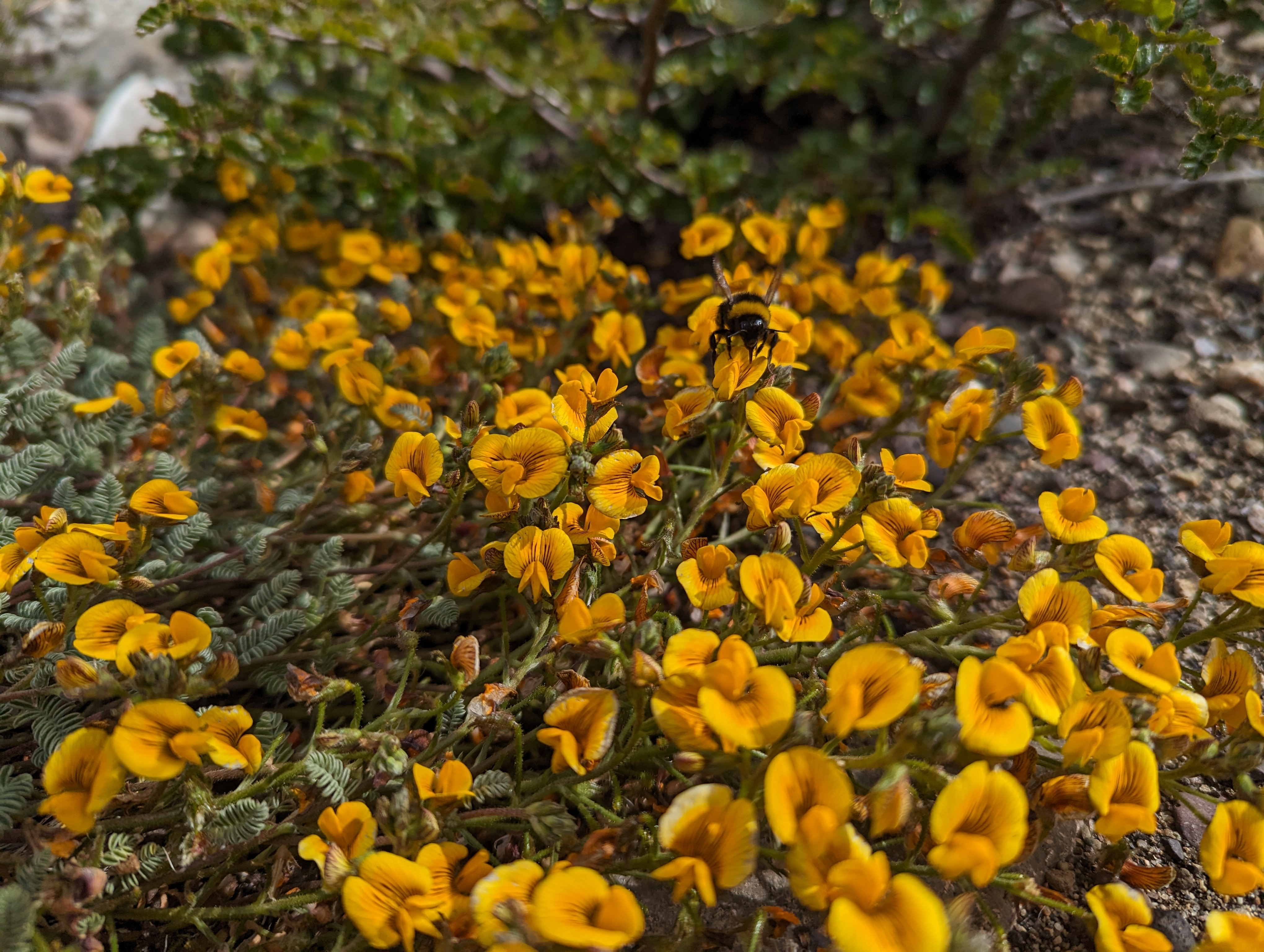 Patagonia Flora, Gastrolobium obovatum, Familia Fabaceae, bright yellow mountain flowers. Patagonia Flora, Gastrolobium obovatum, Familia Fabaceae, bright yellow mountain flowers.