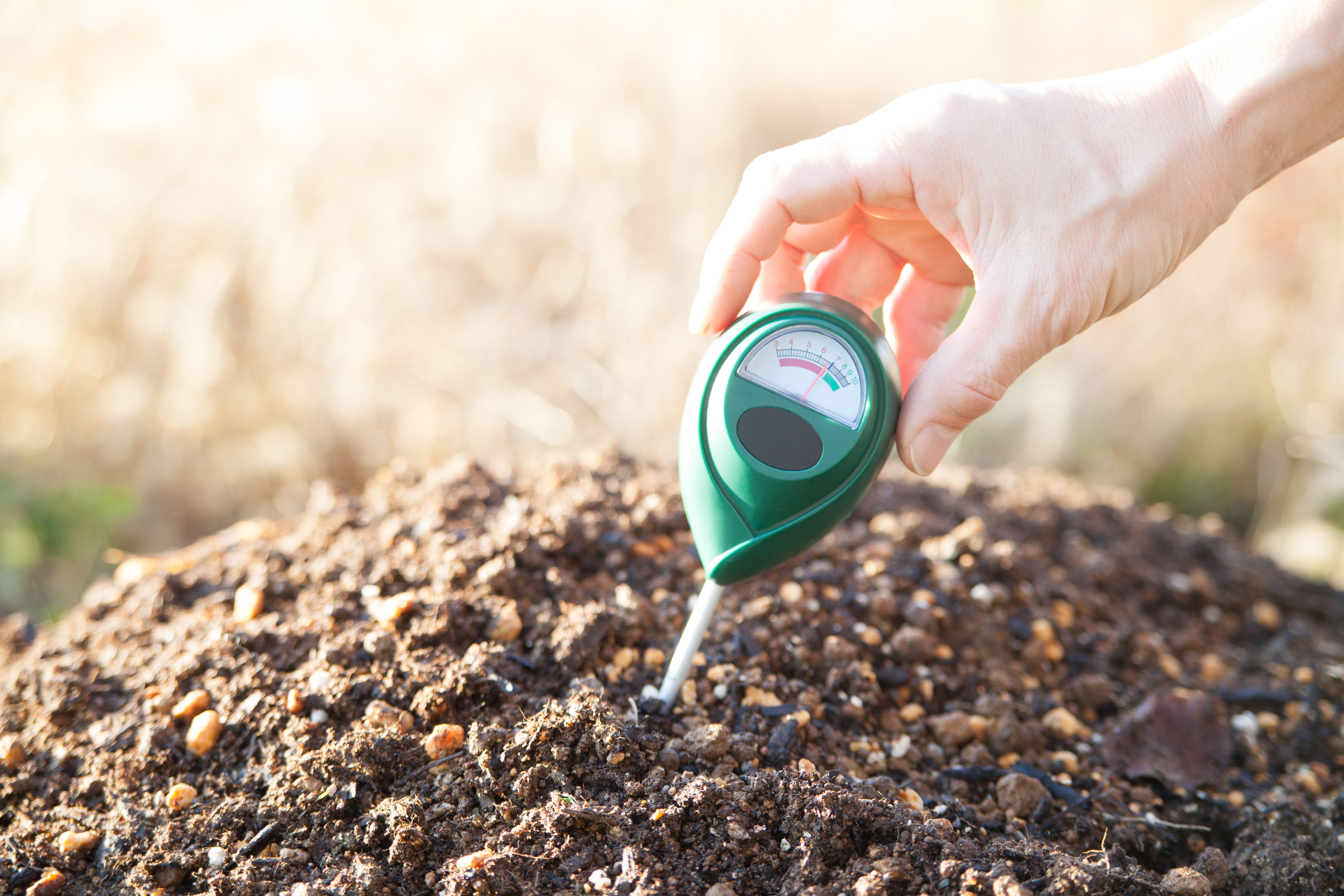 garden soil test