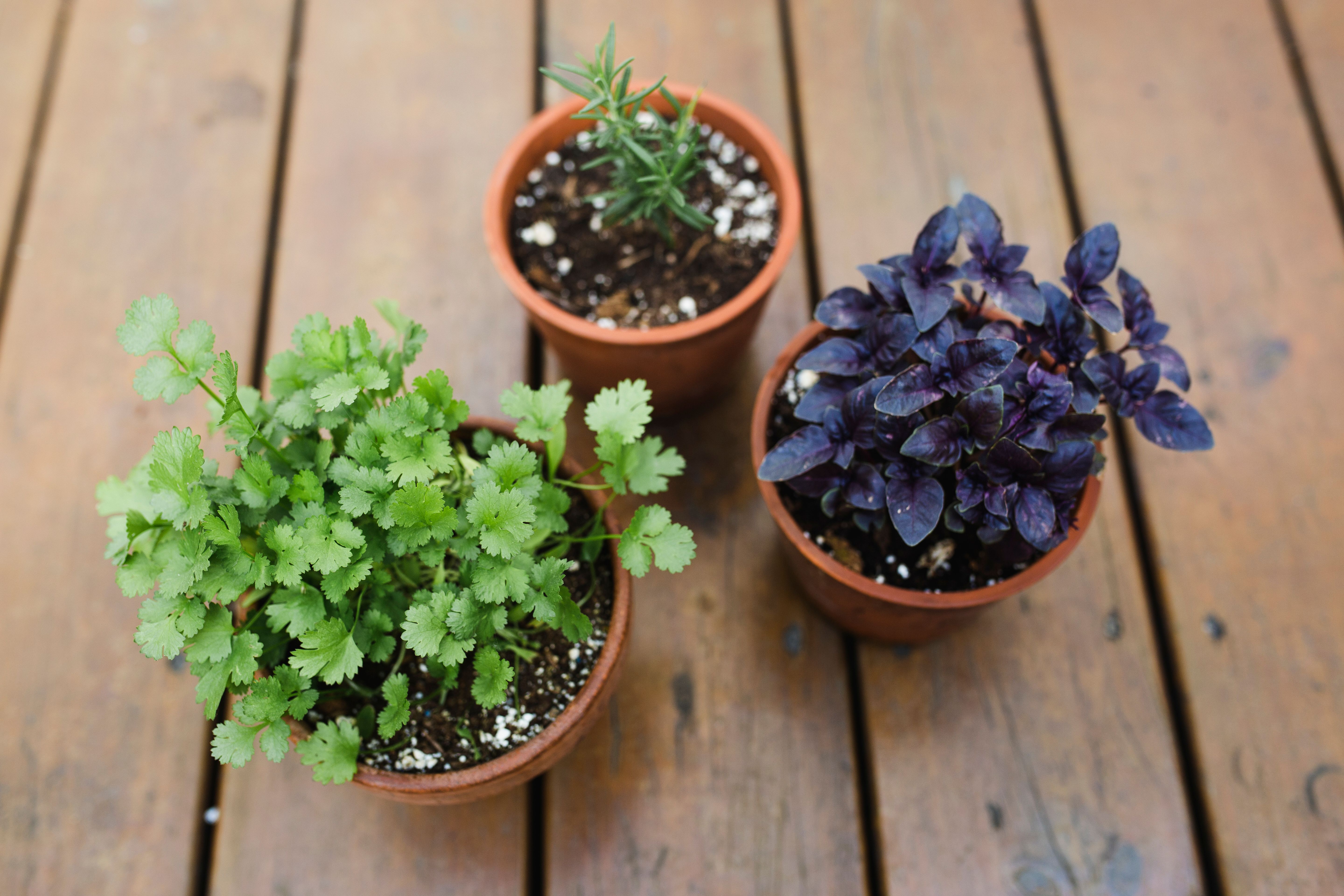 herbal consultation Montreal