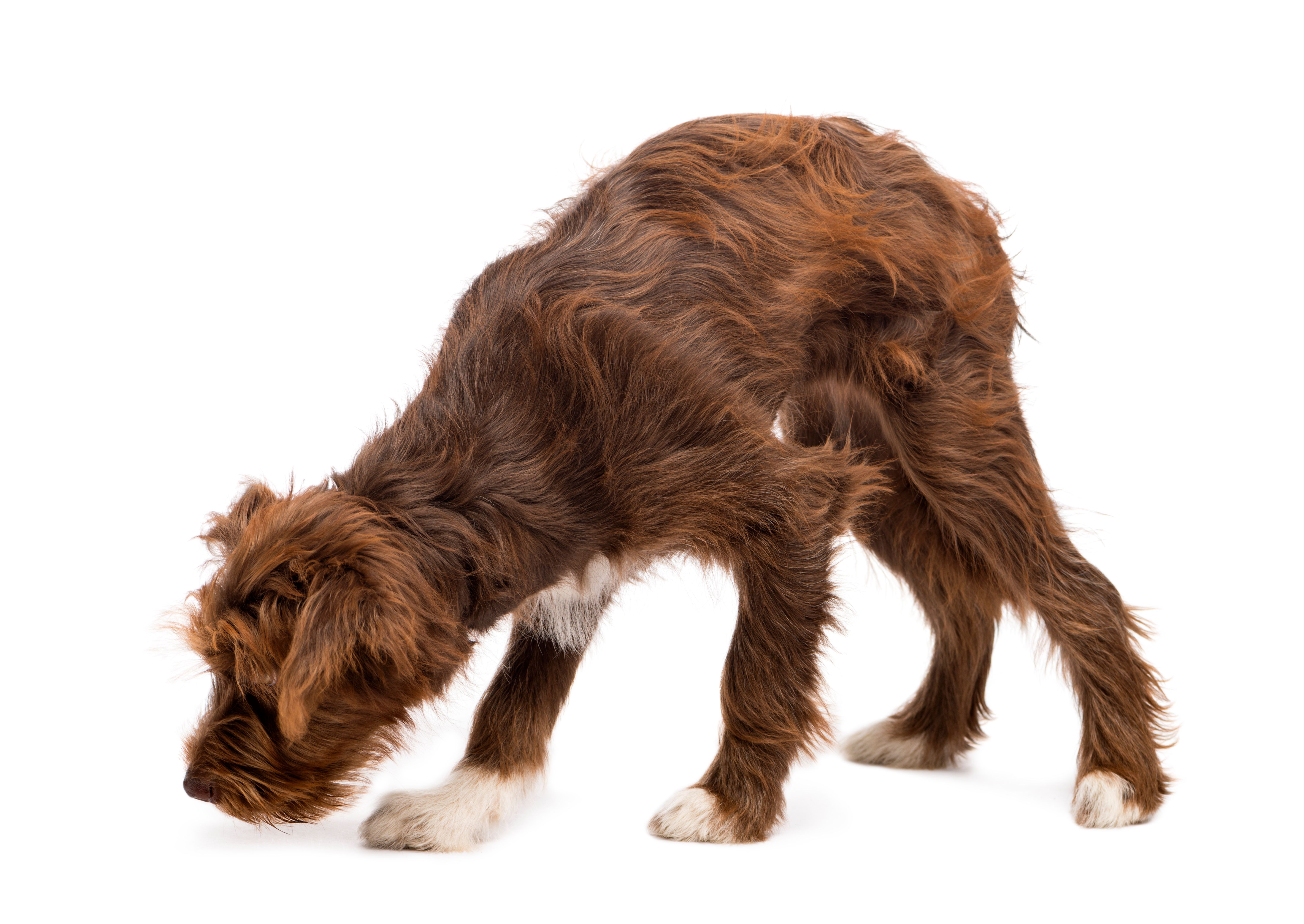 dog sniffing