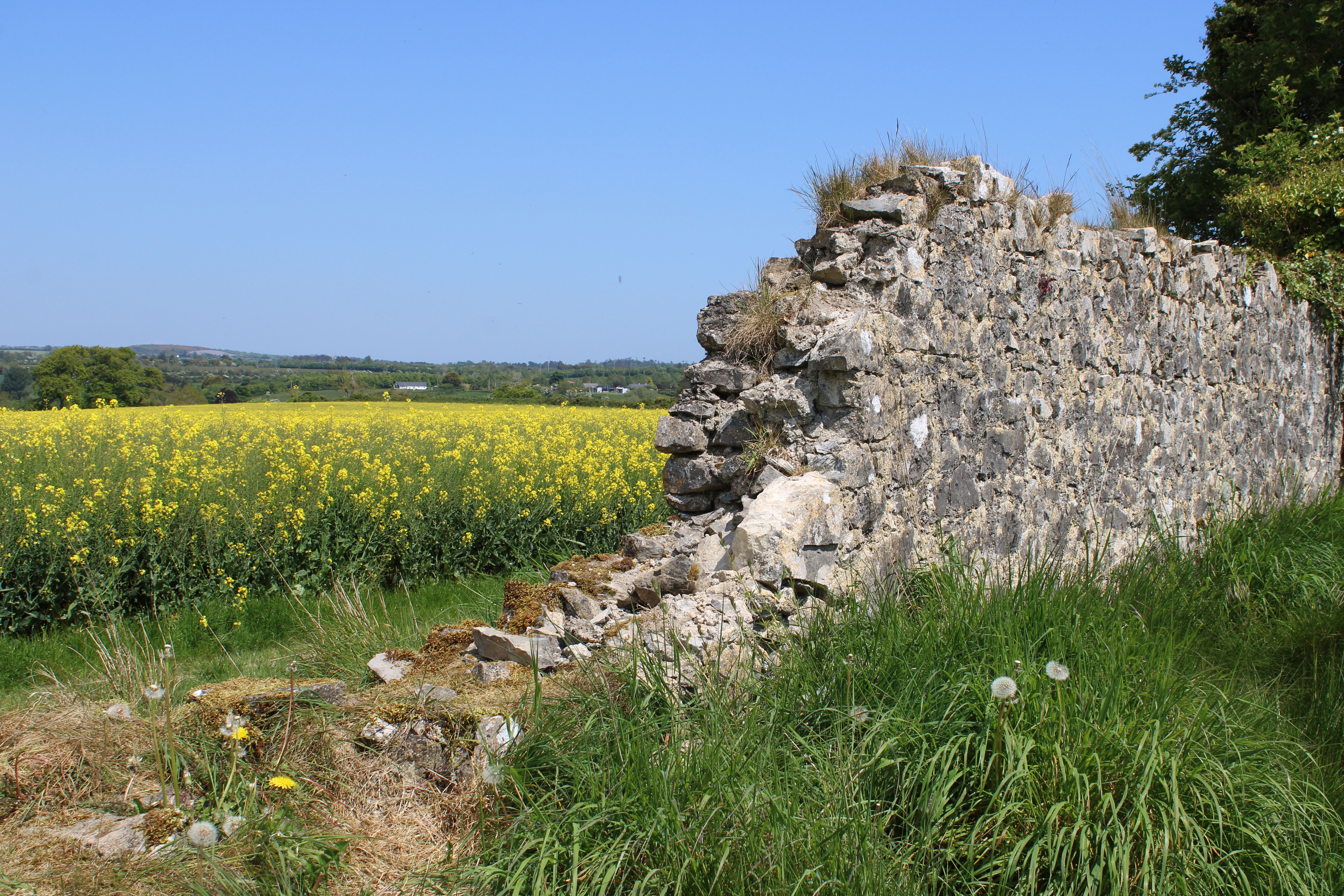 Ancient stone wall with a canola field behind it in County Meath, Ireland Ancient stone wall with a canola field behind it in County Meath, Ireland