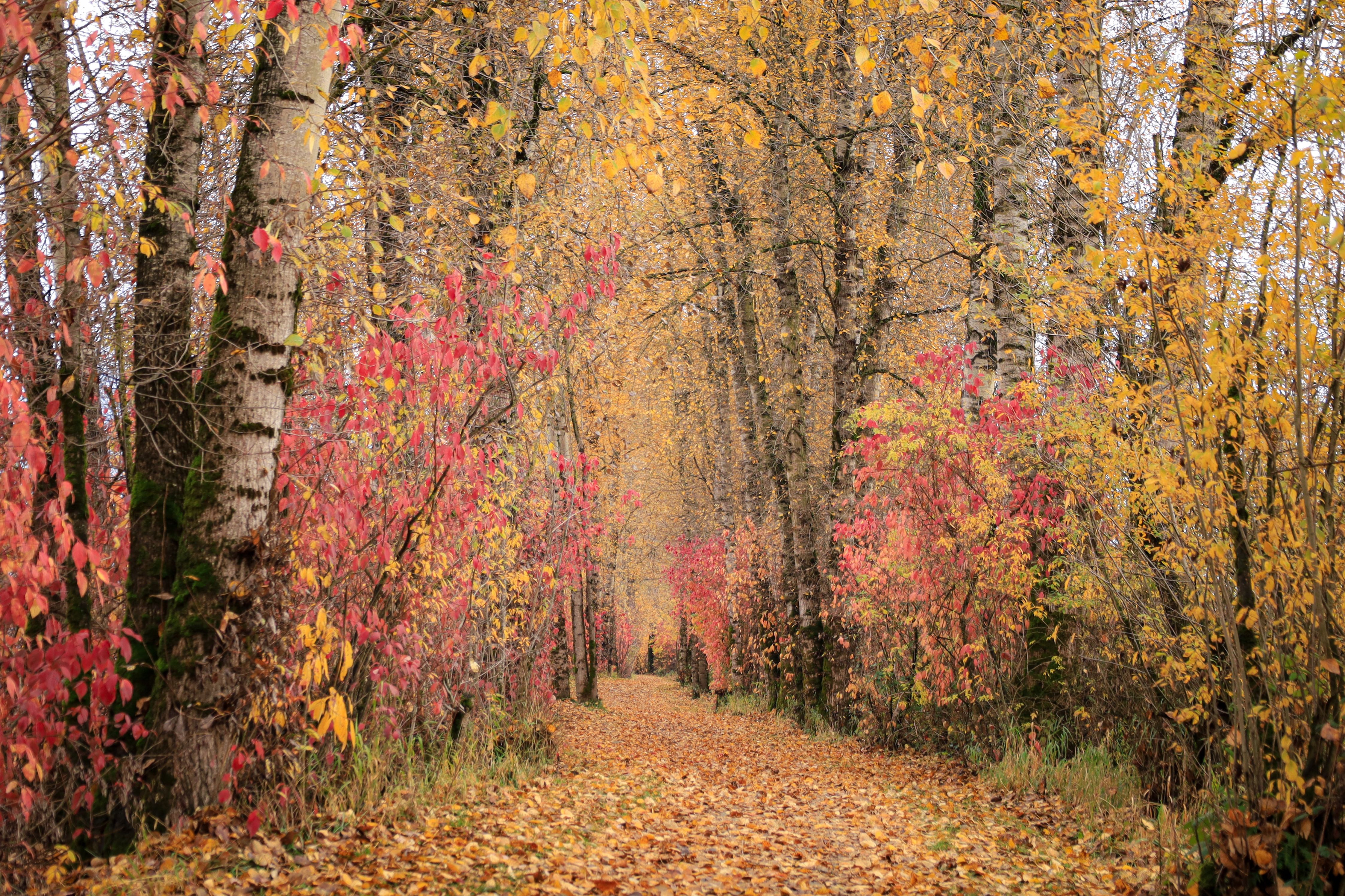 autumn foliage