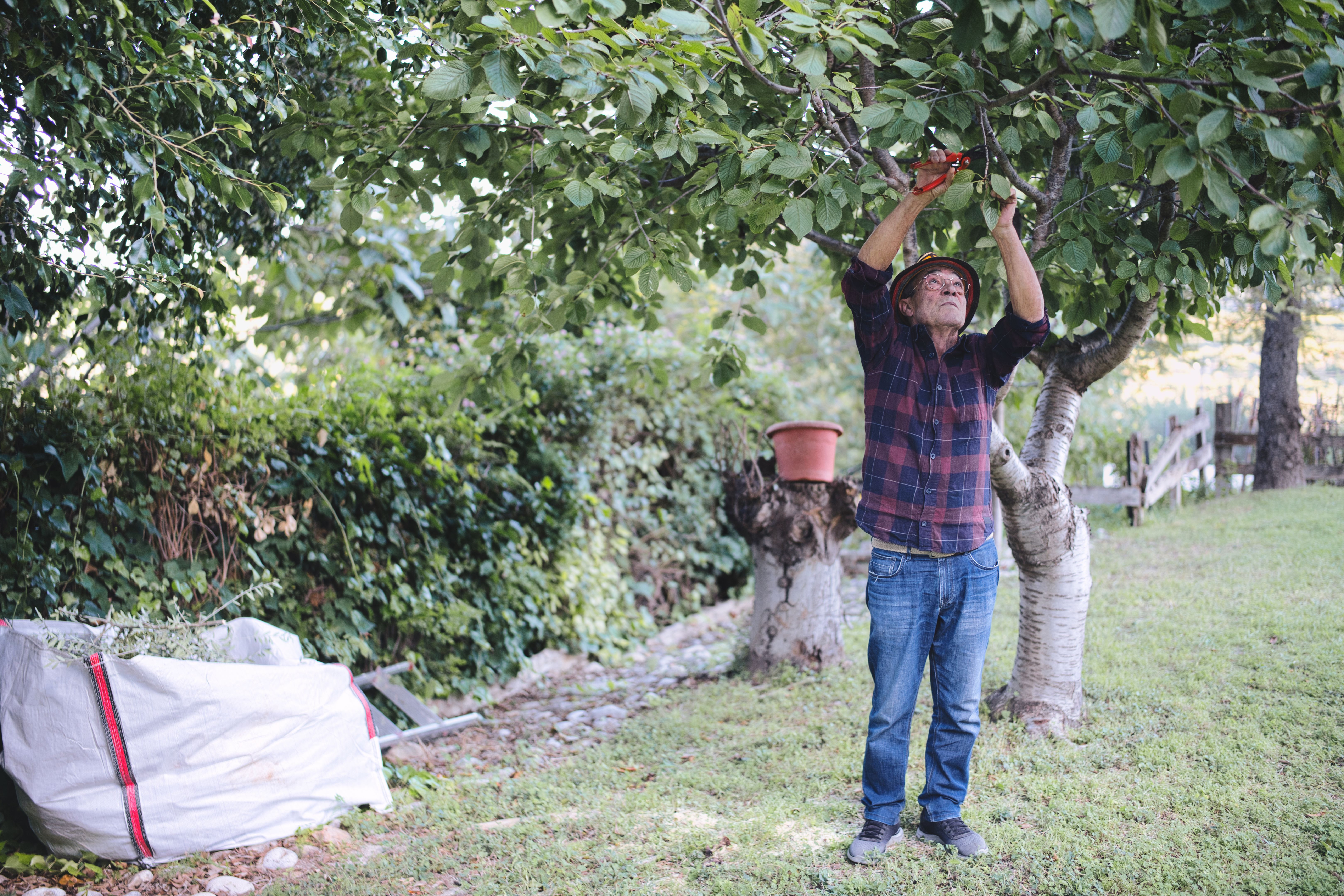 pruning fruit trees