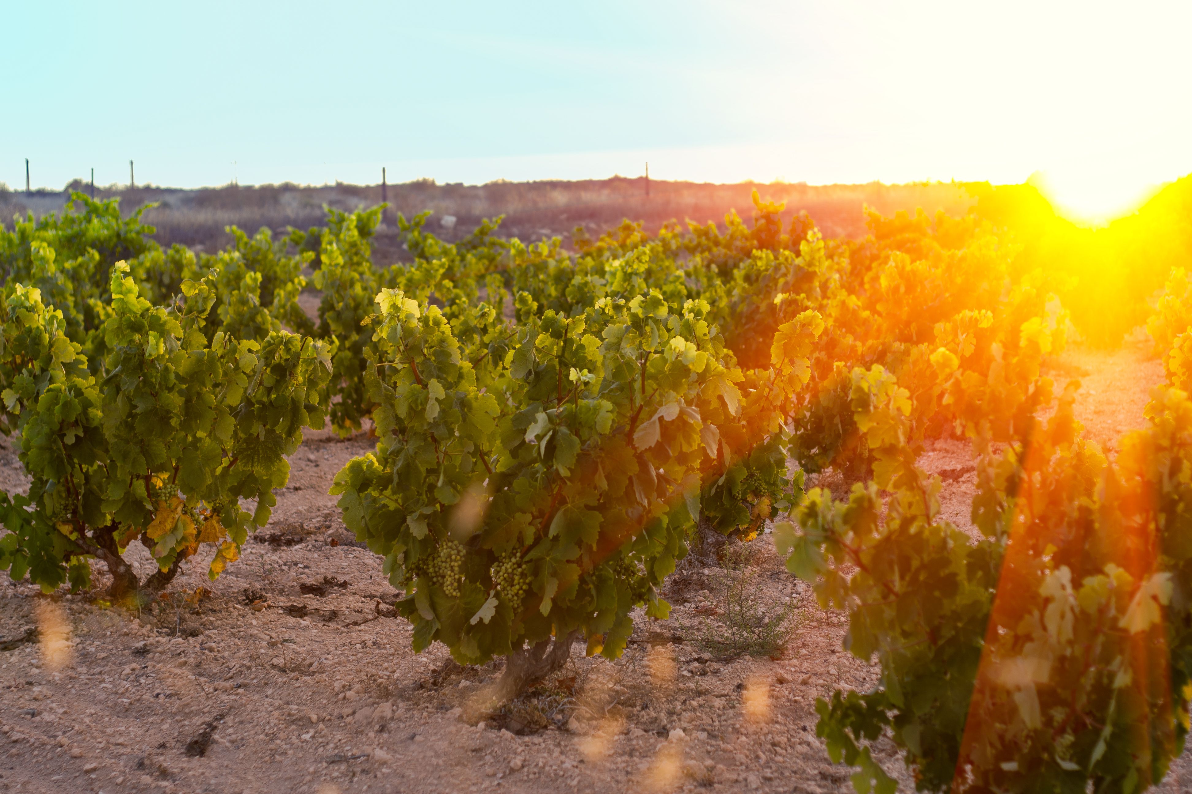 cava vineyard