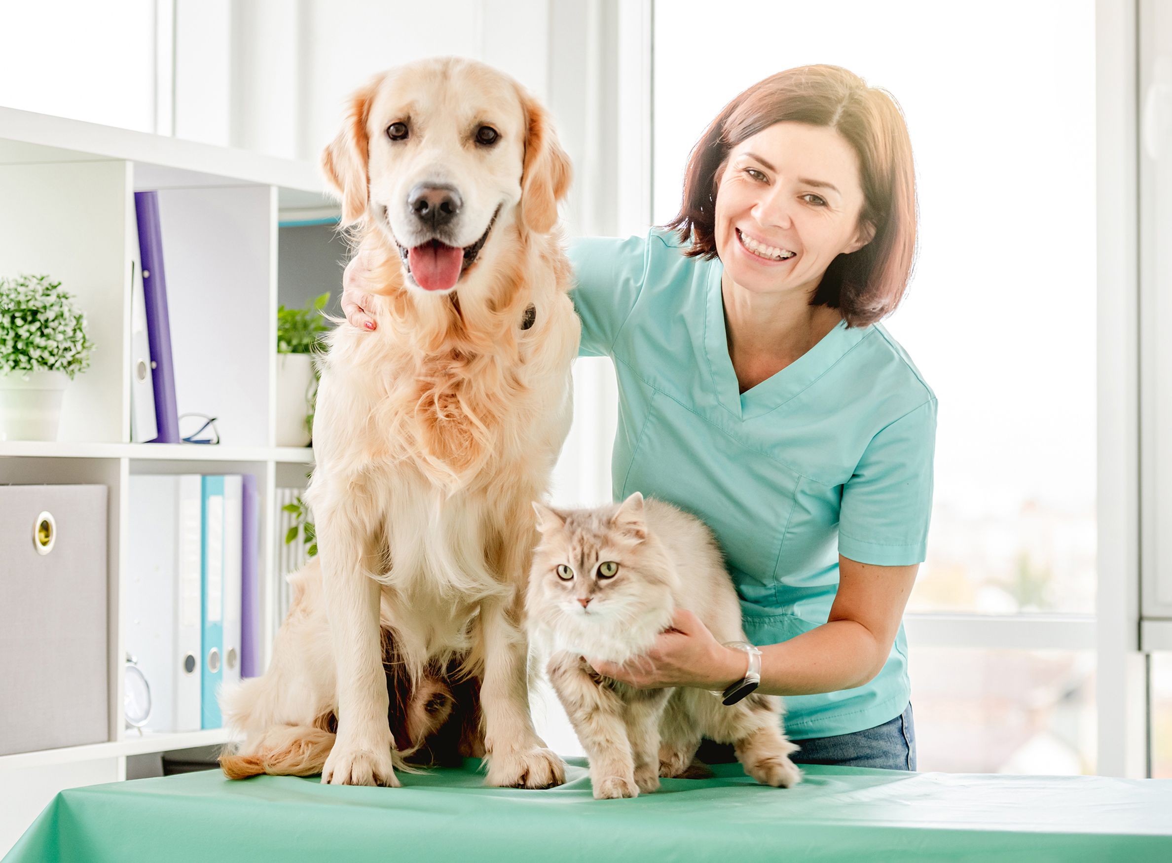 dog cat care