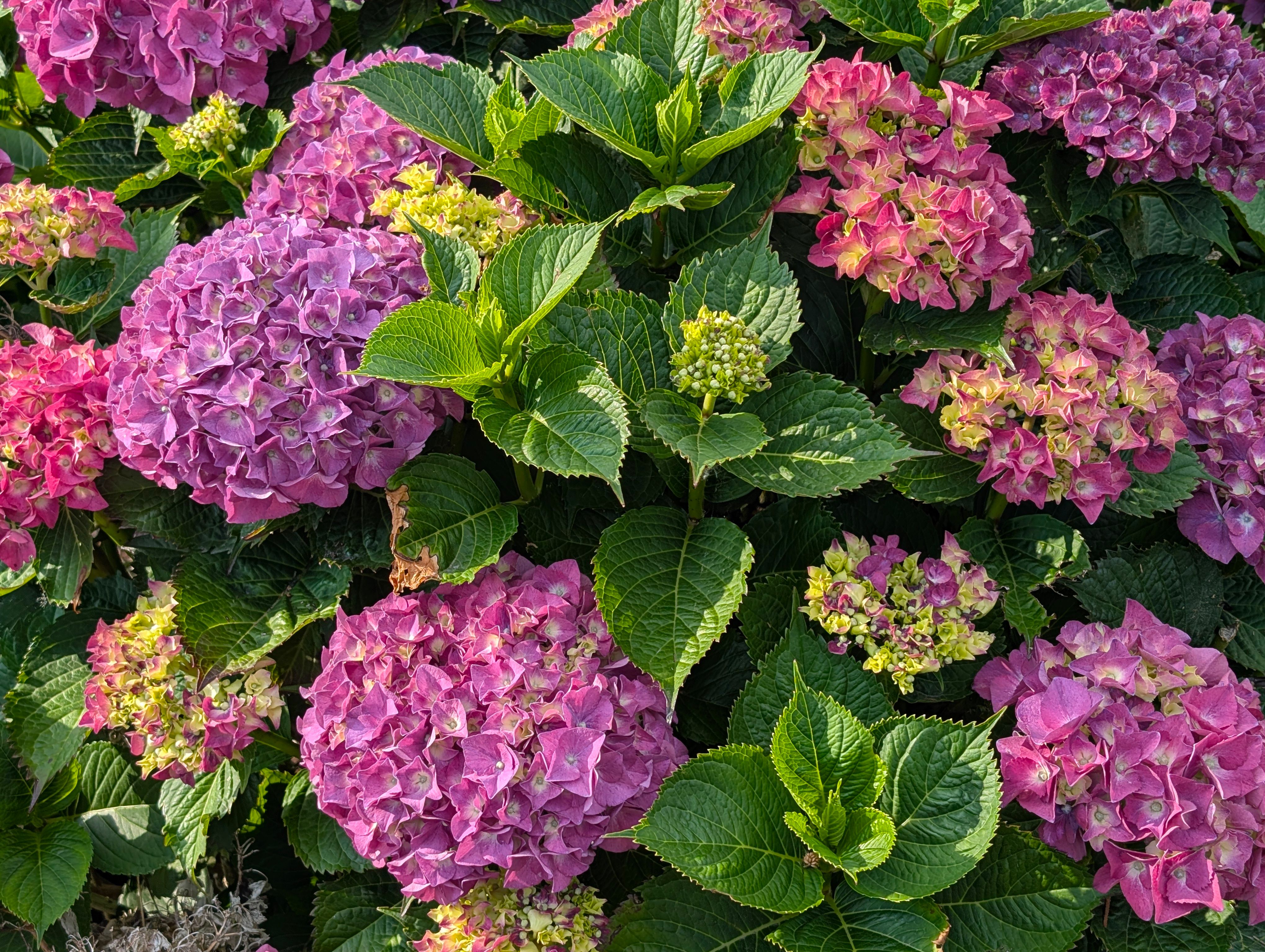 color palette
