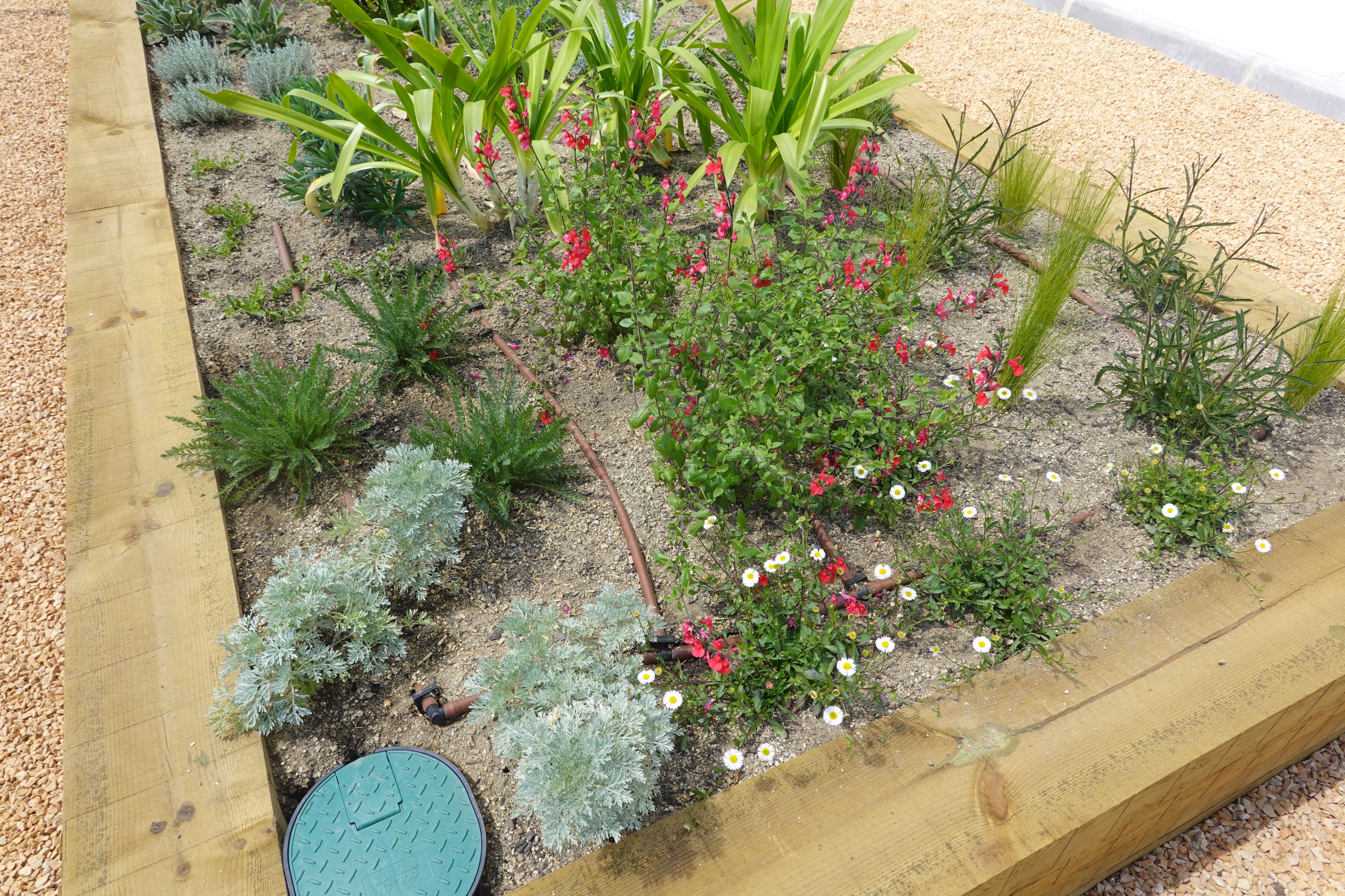 drought resistant garden