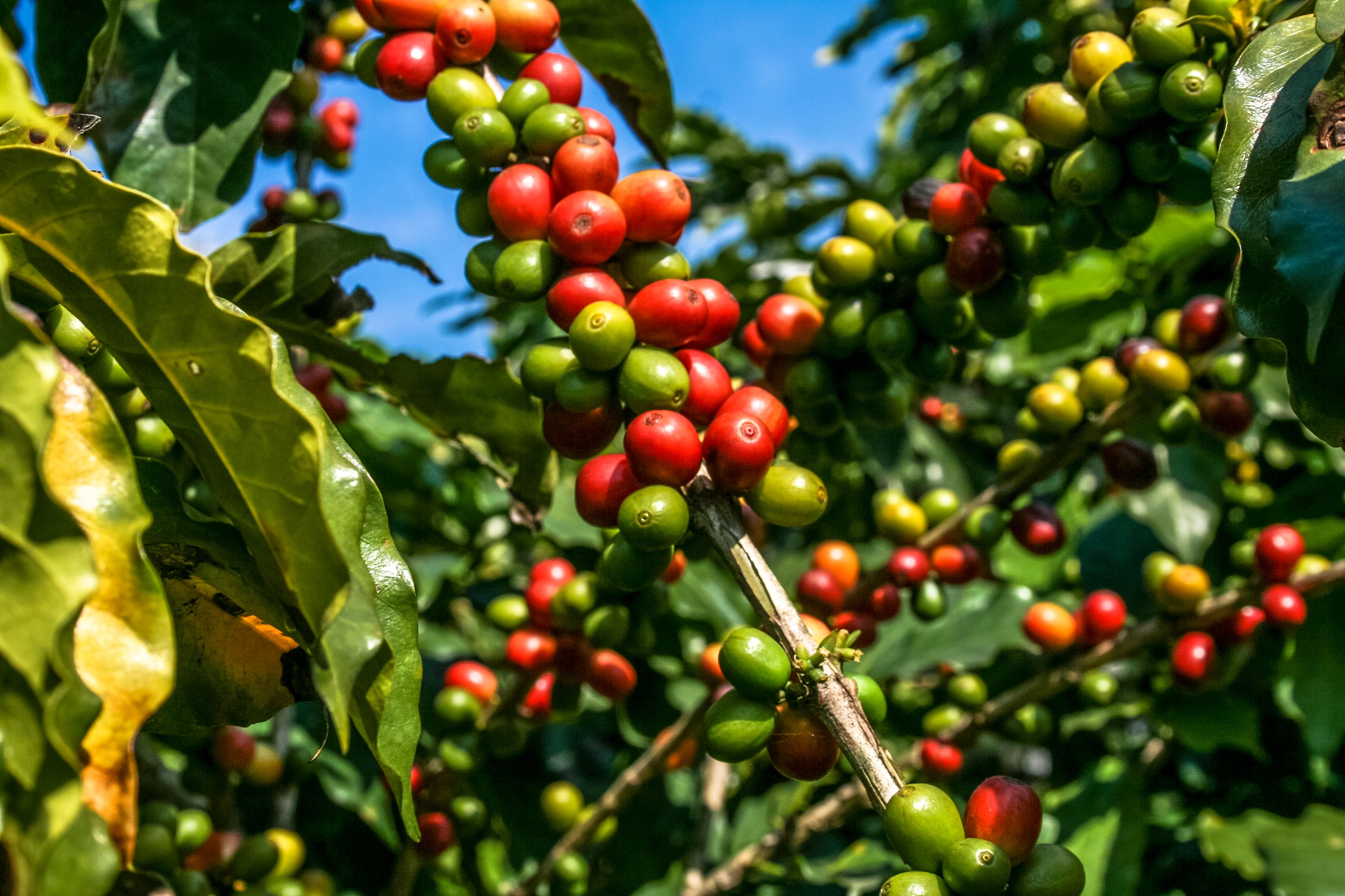 coffee plantation