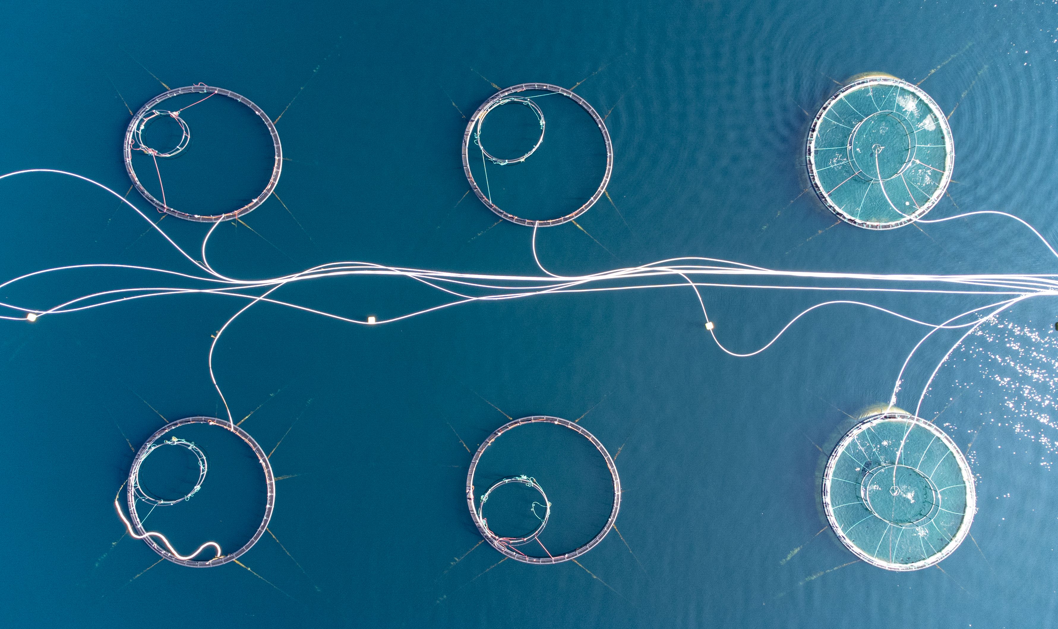 Aerial shot directly above a circular shaped fish farm in sea