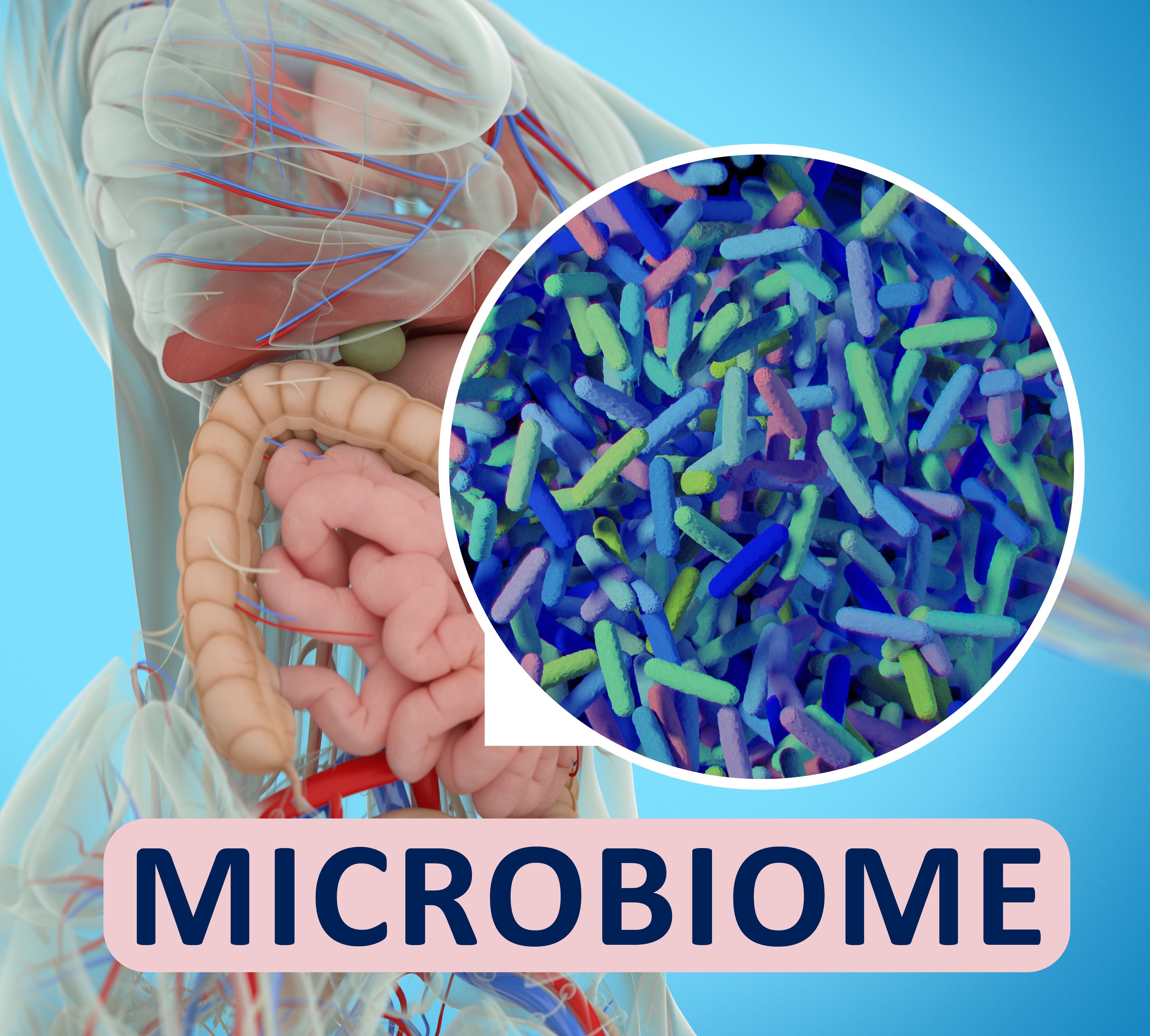 Gut bacteria microbiome microscopic illustration. 3D illustration