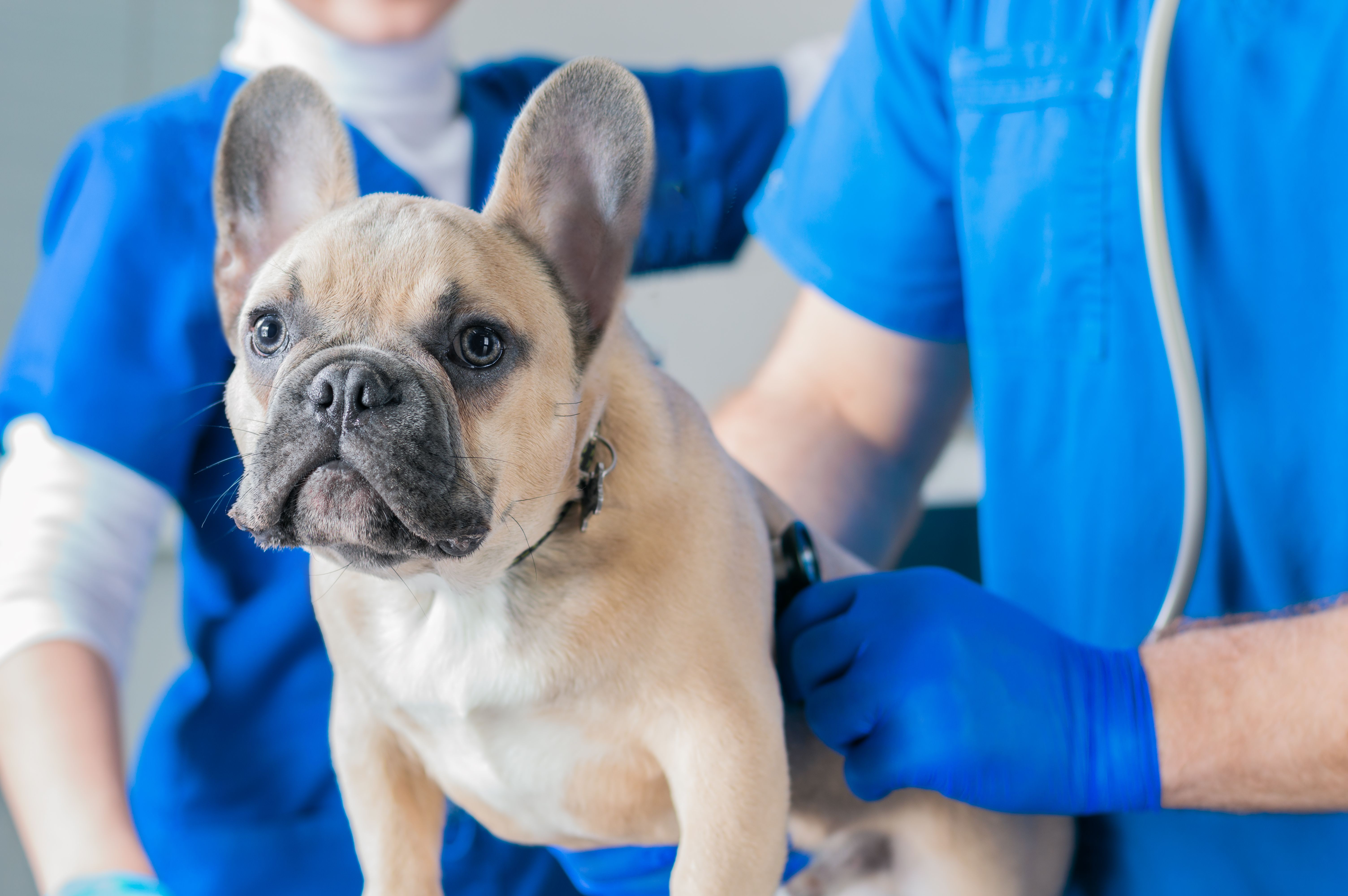 french bulldog vet check