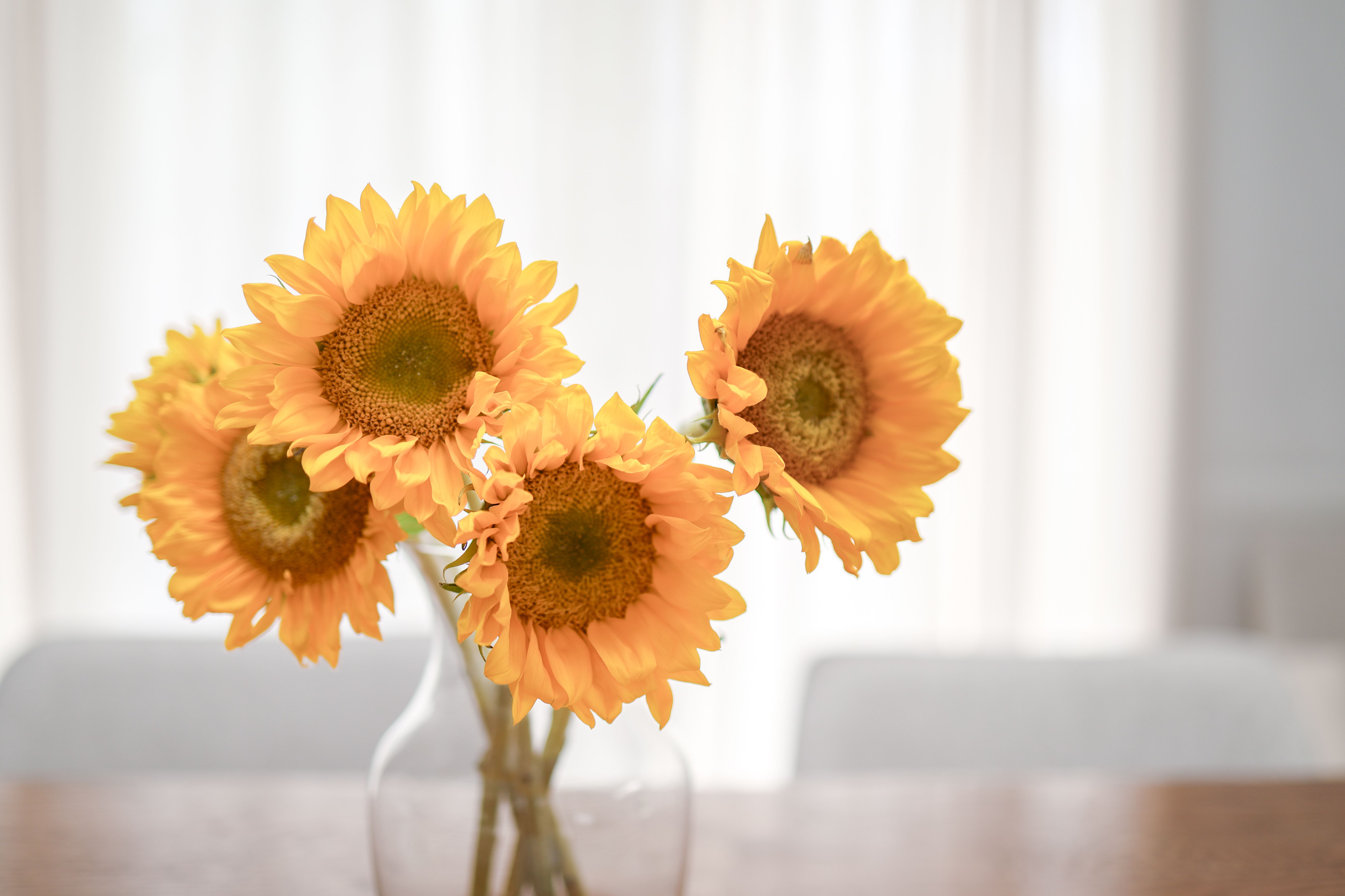 upholstered furniture care