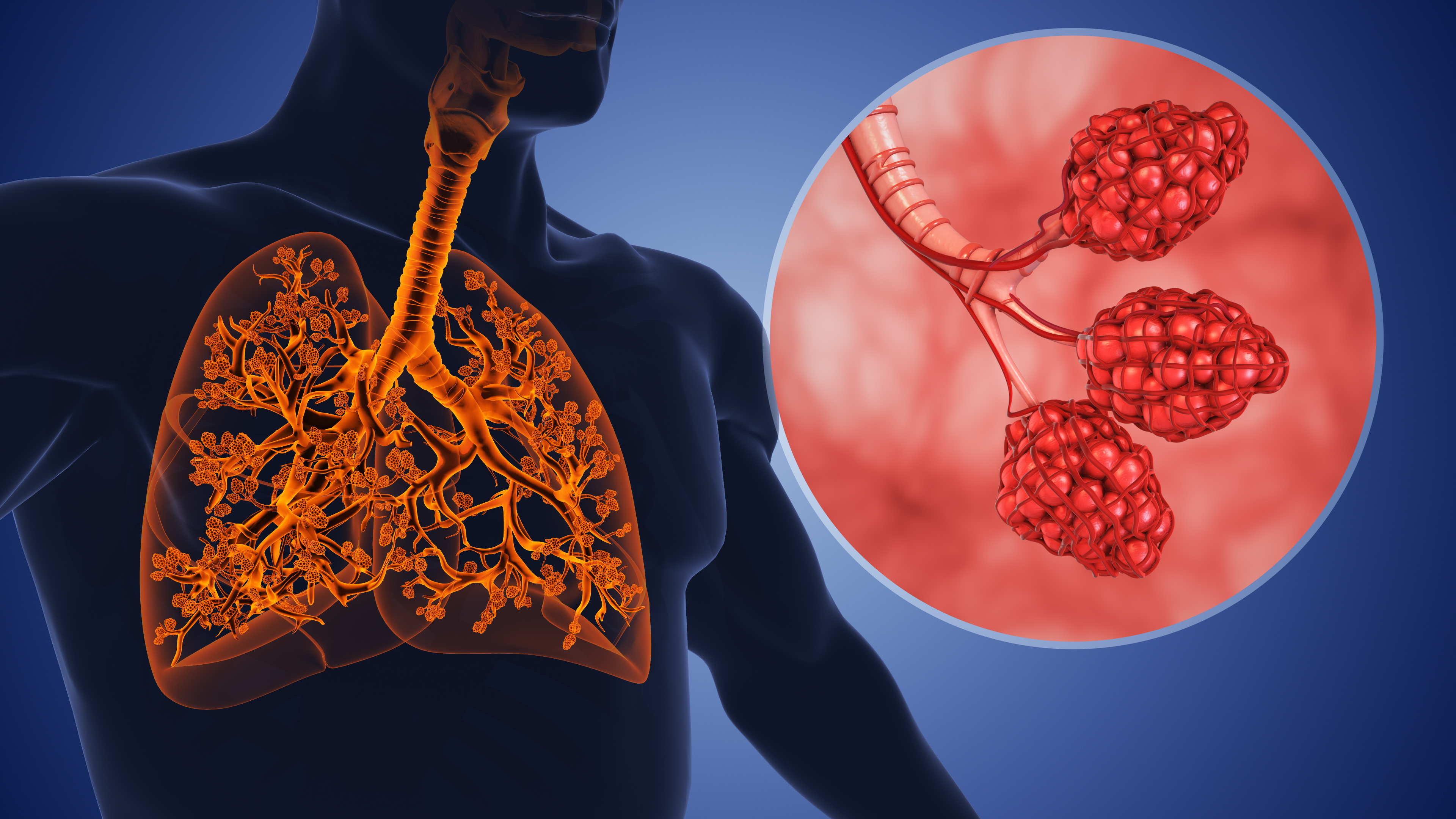 Alveoli and the bronchial tree in the human respiratory system