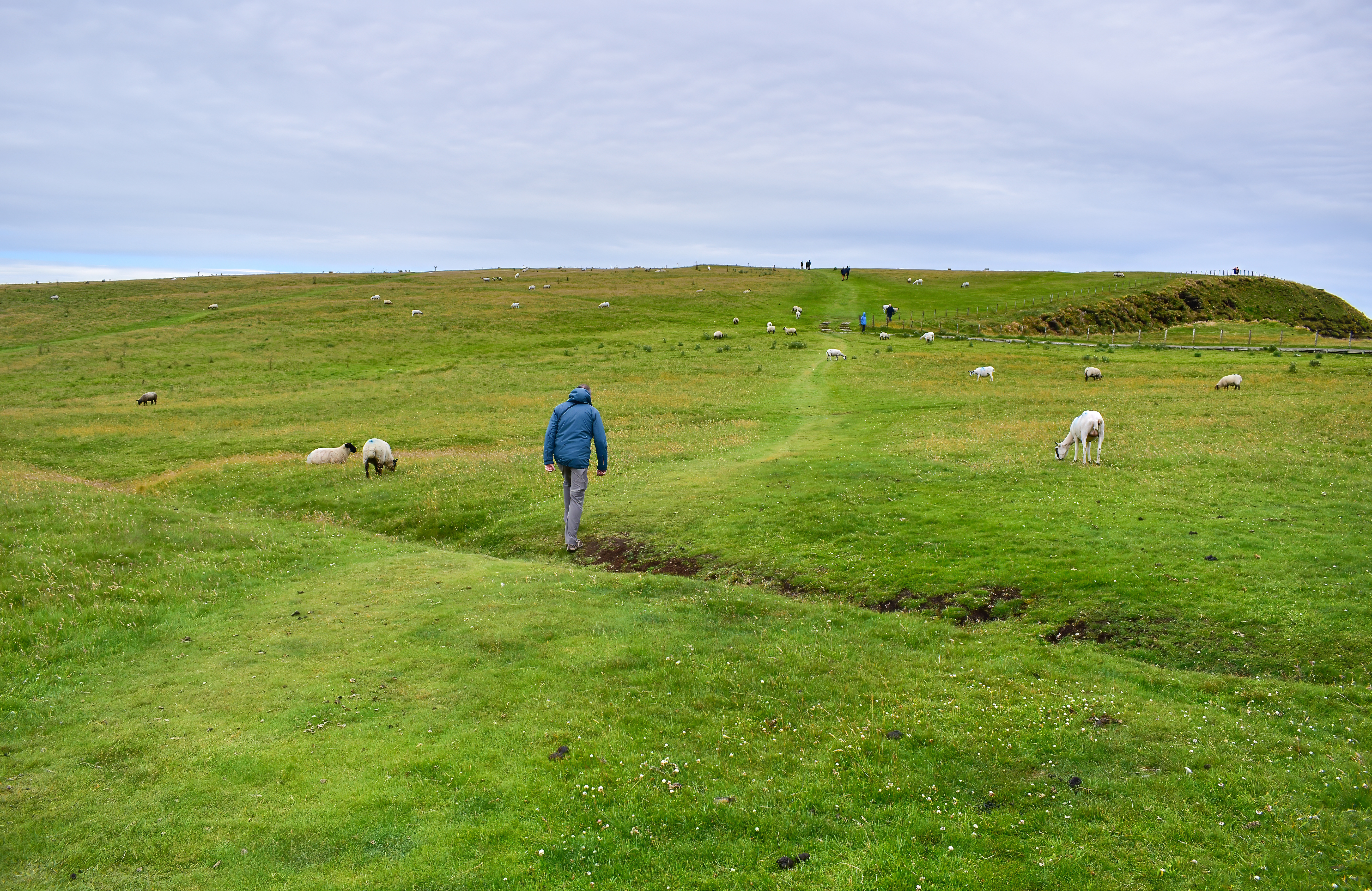 Hiking in green pasture among grazing sheep, scottish countryside