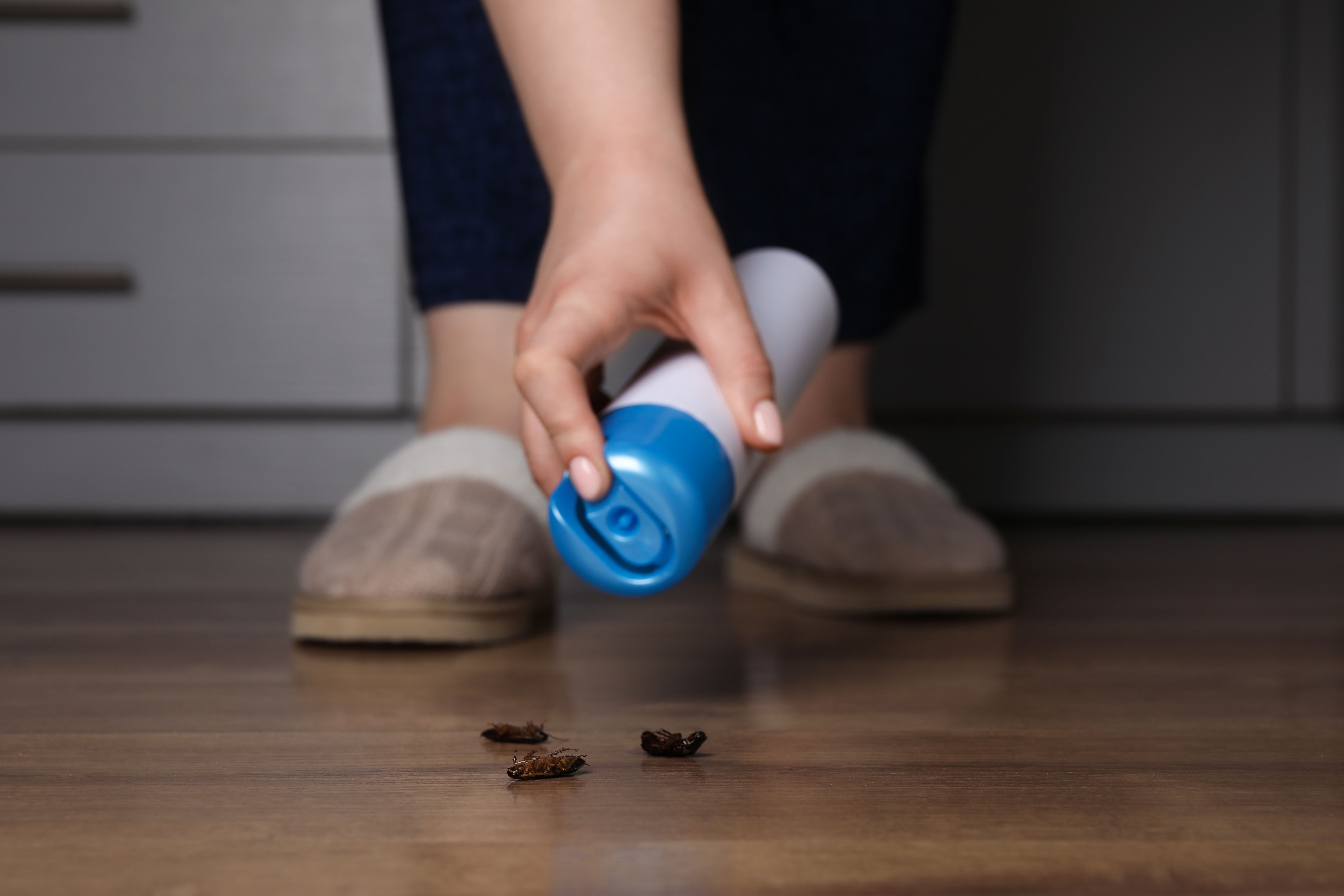 home pest prevention