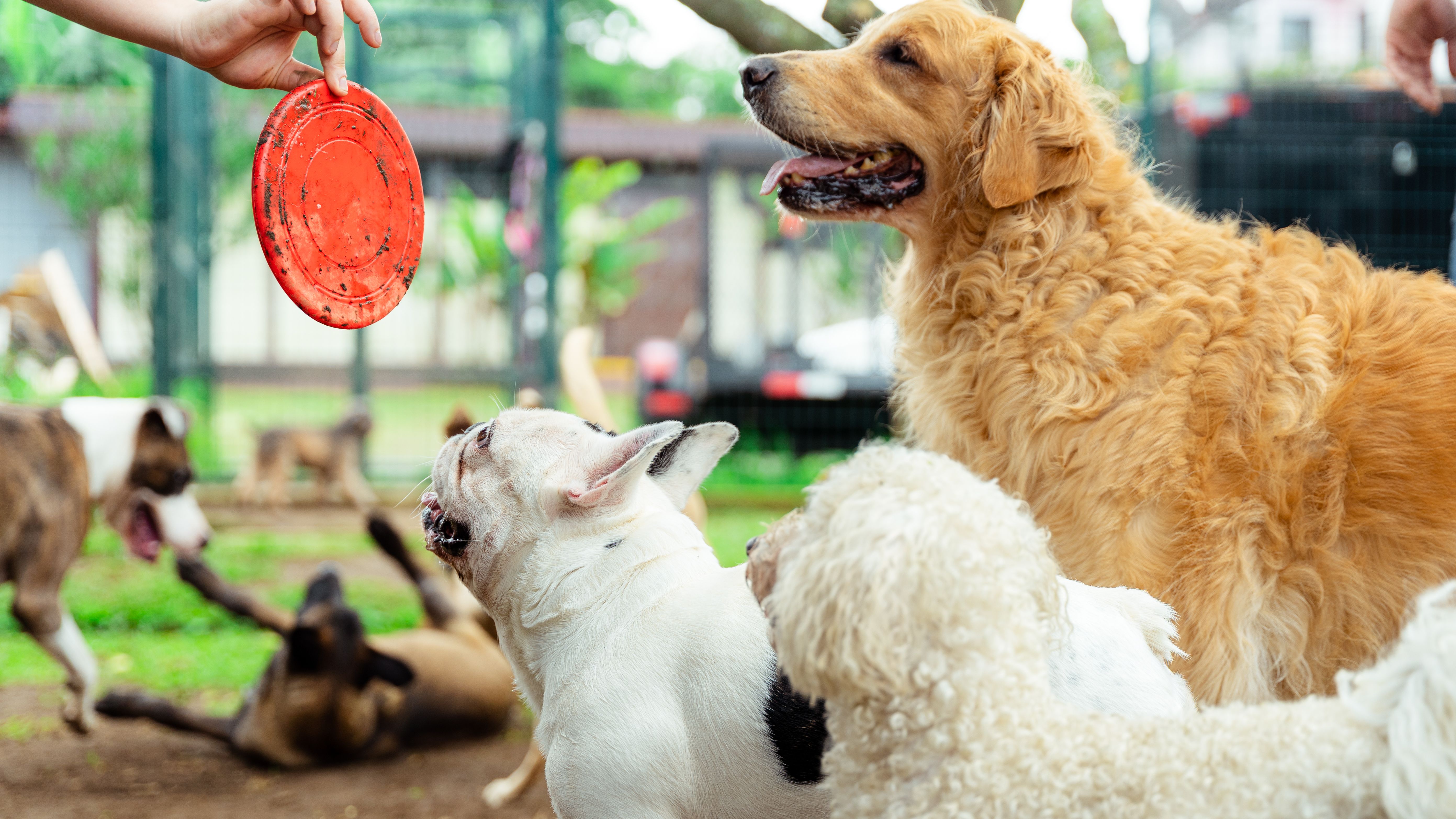 Dogs playing with frisbee at pet daycare