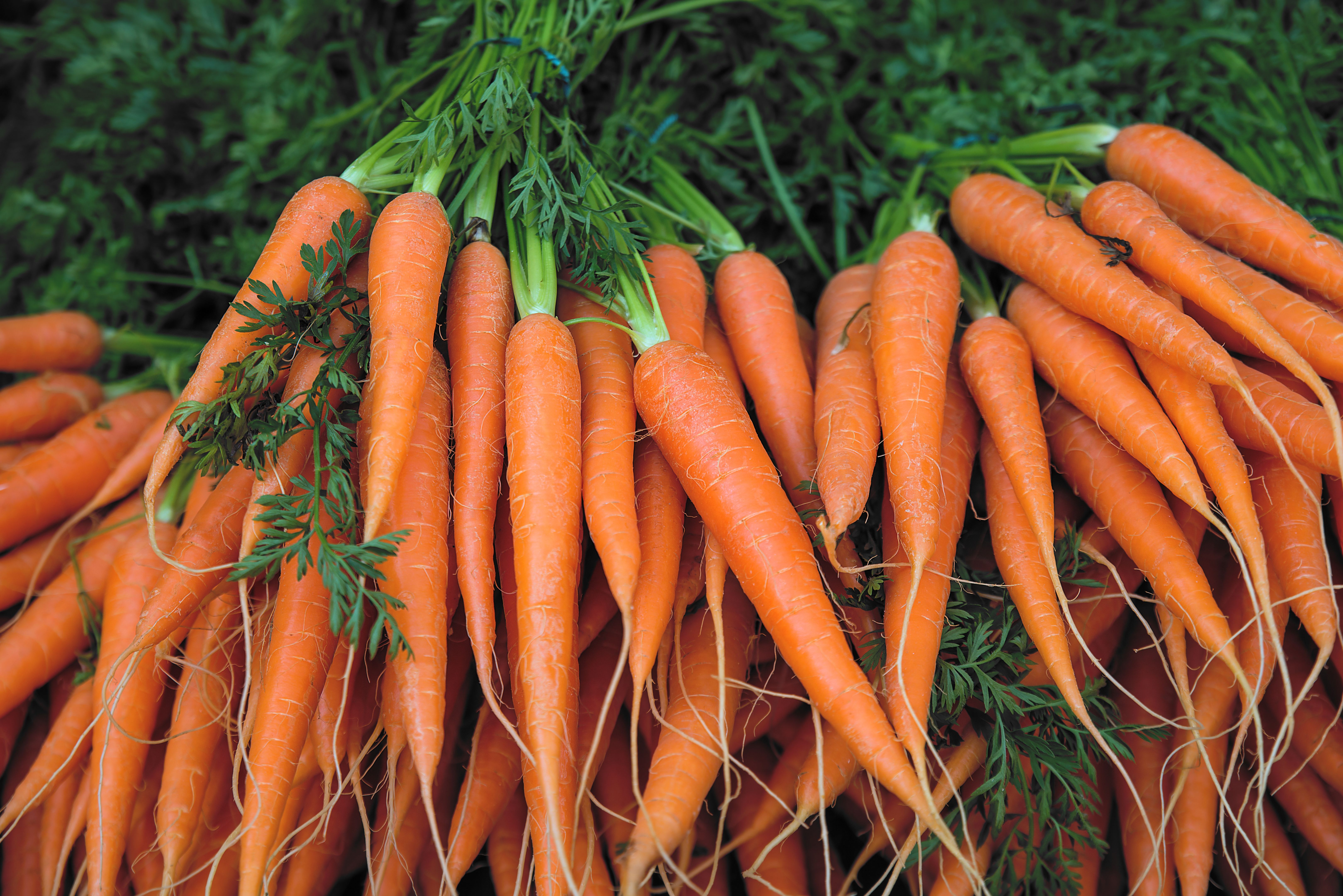 fresh carrots