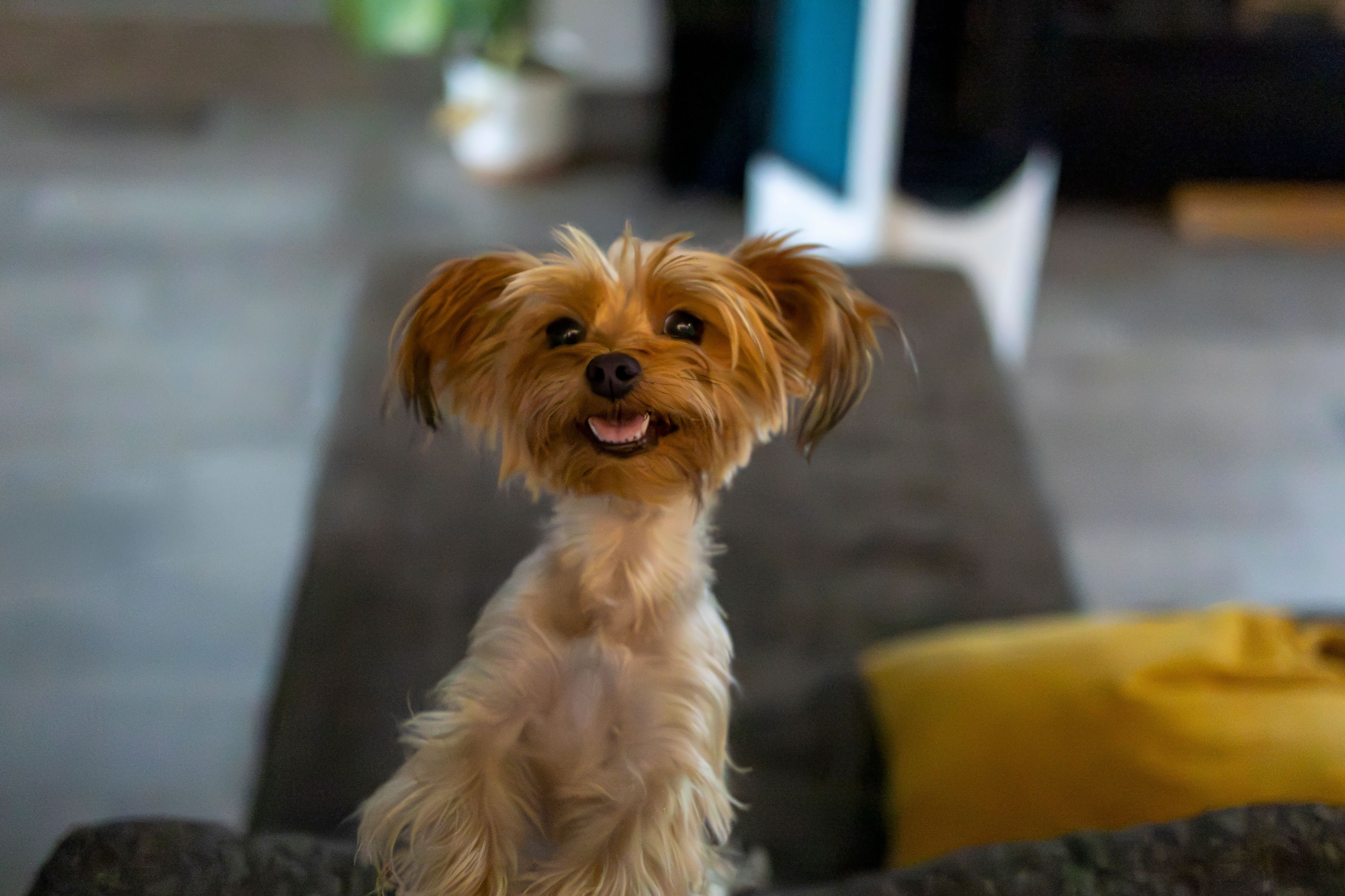 happy yorkie
