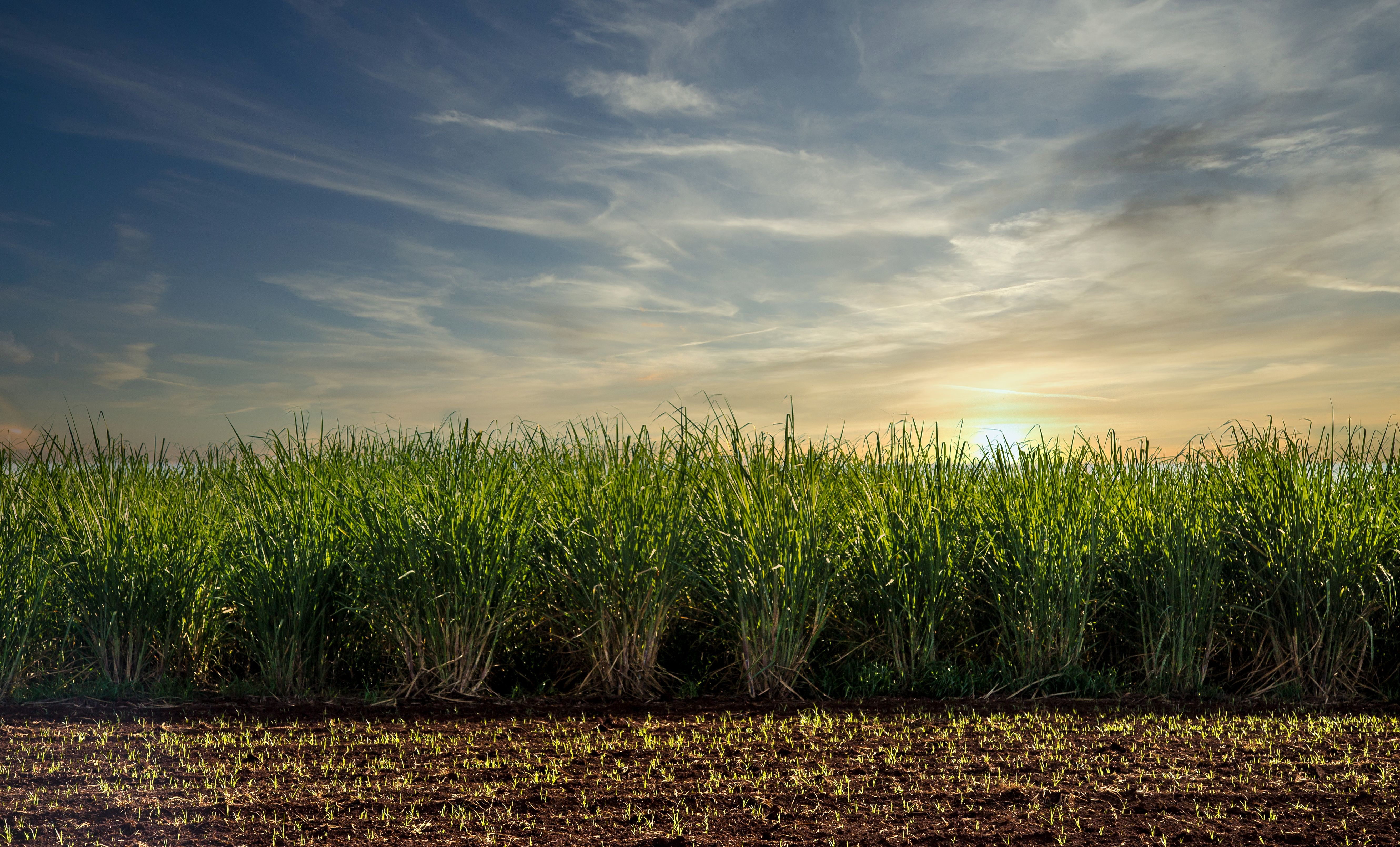 sugarcane field