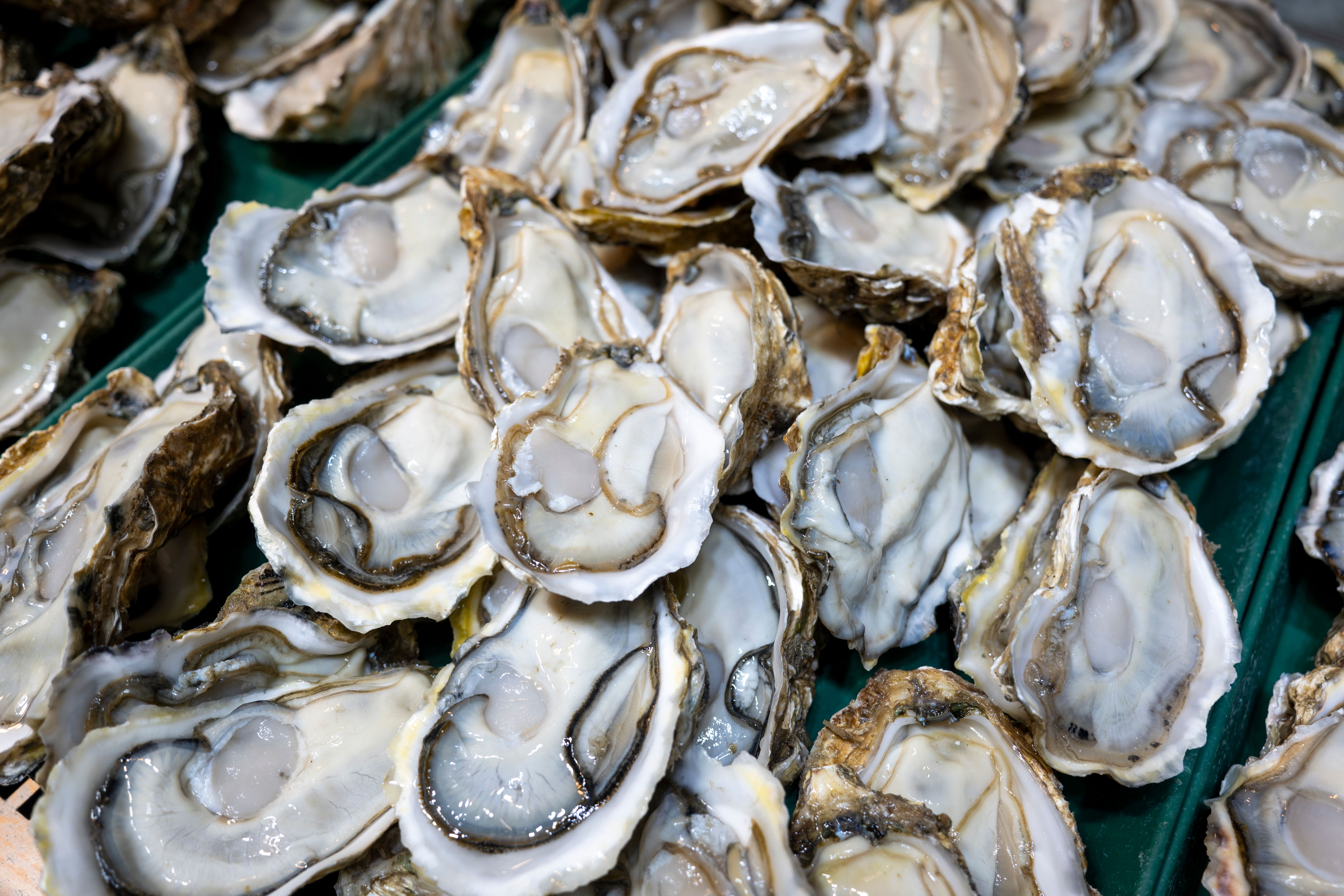 data analysis oysters