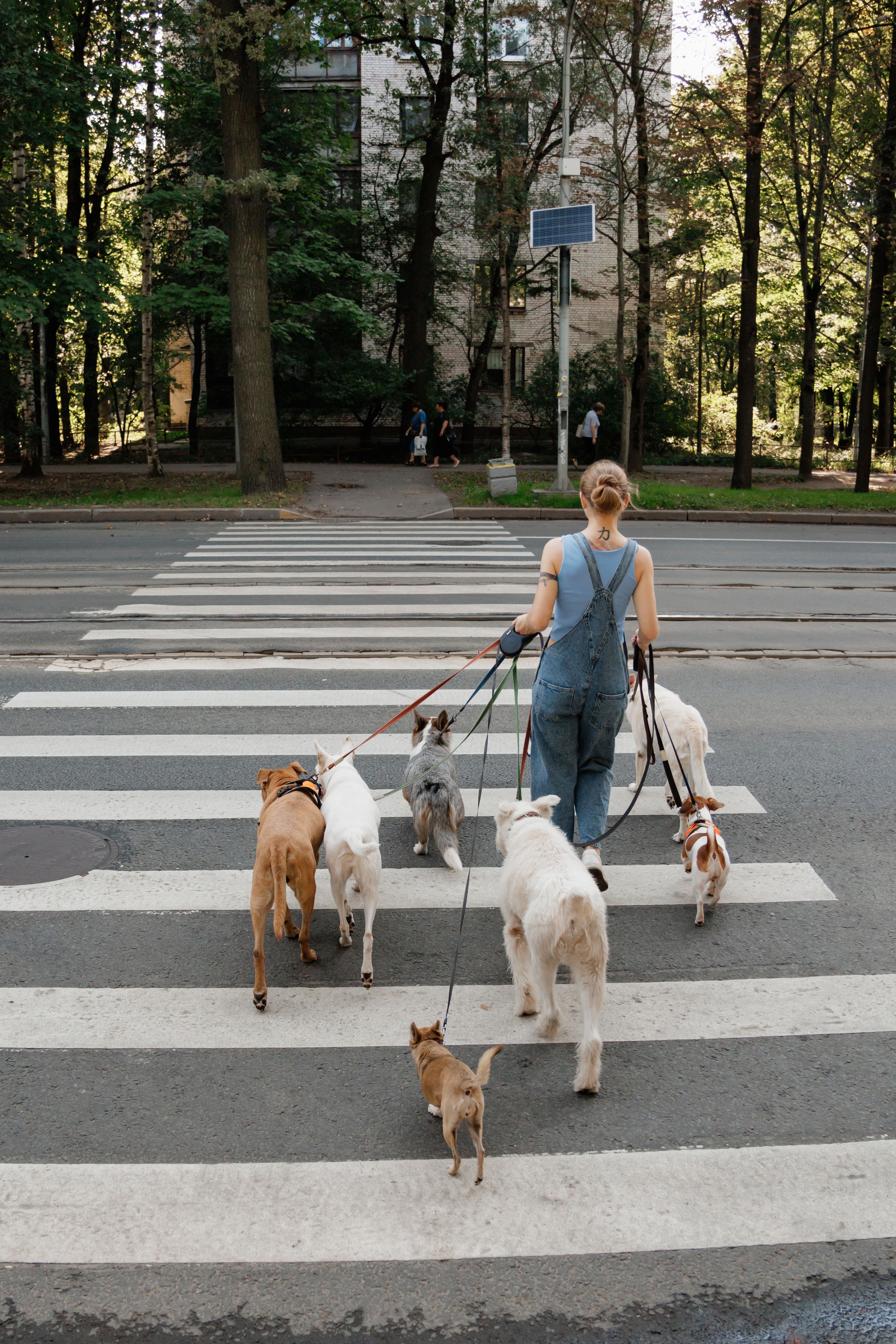 young female dog sitter walks with dogs walking pedestrian crossing. concept of friendship, pet.