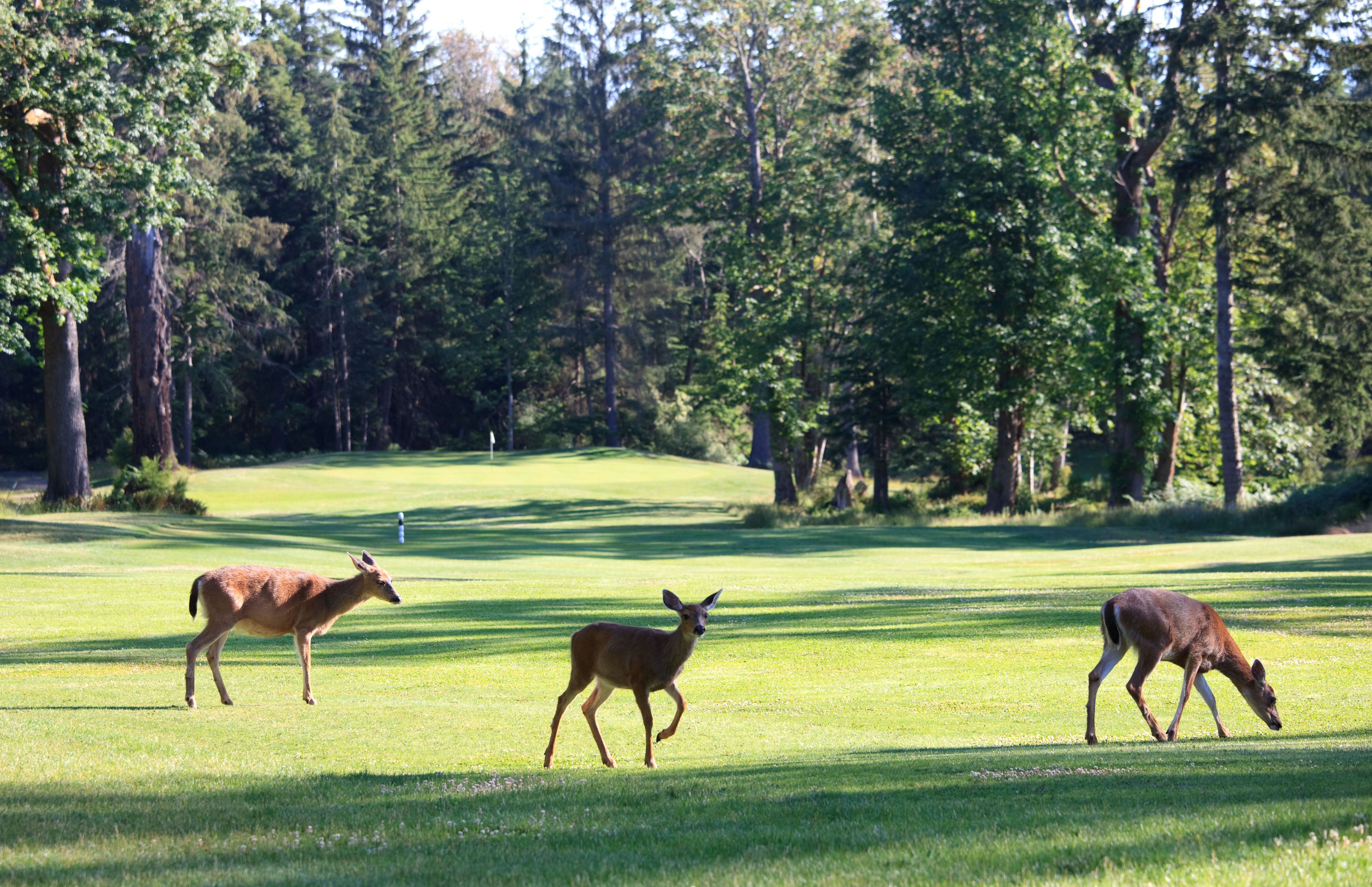 golf course wildlife