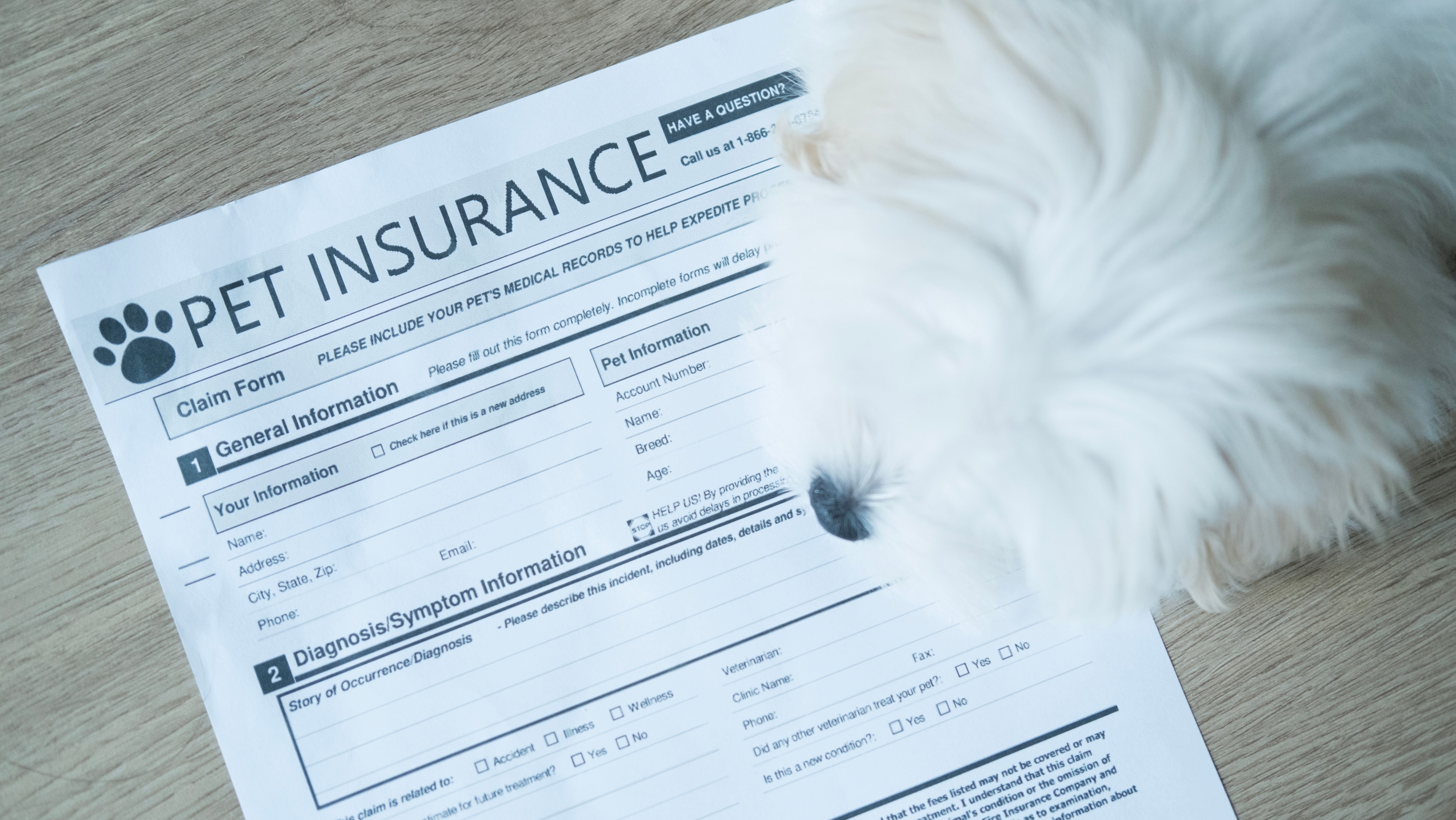 akc insurance