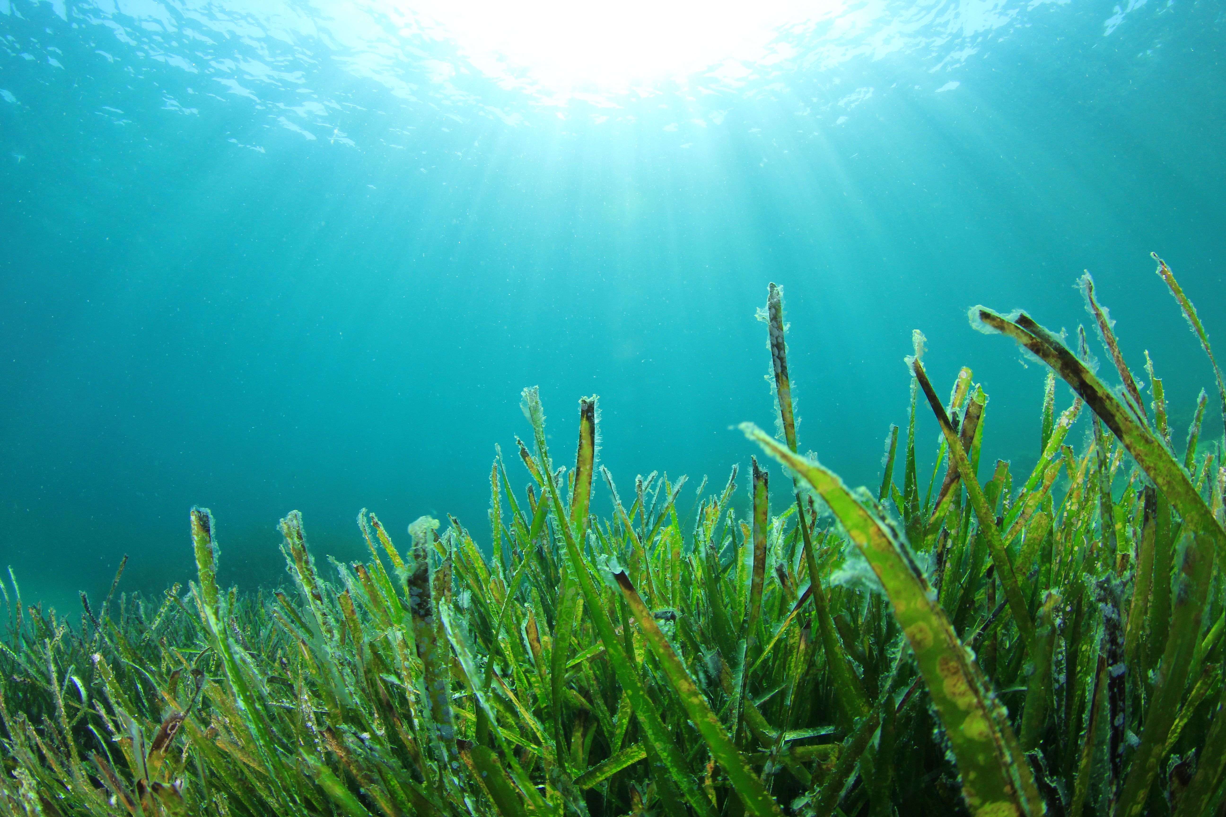 seaweed ocean