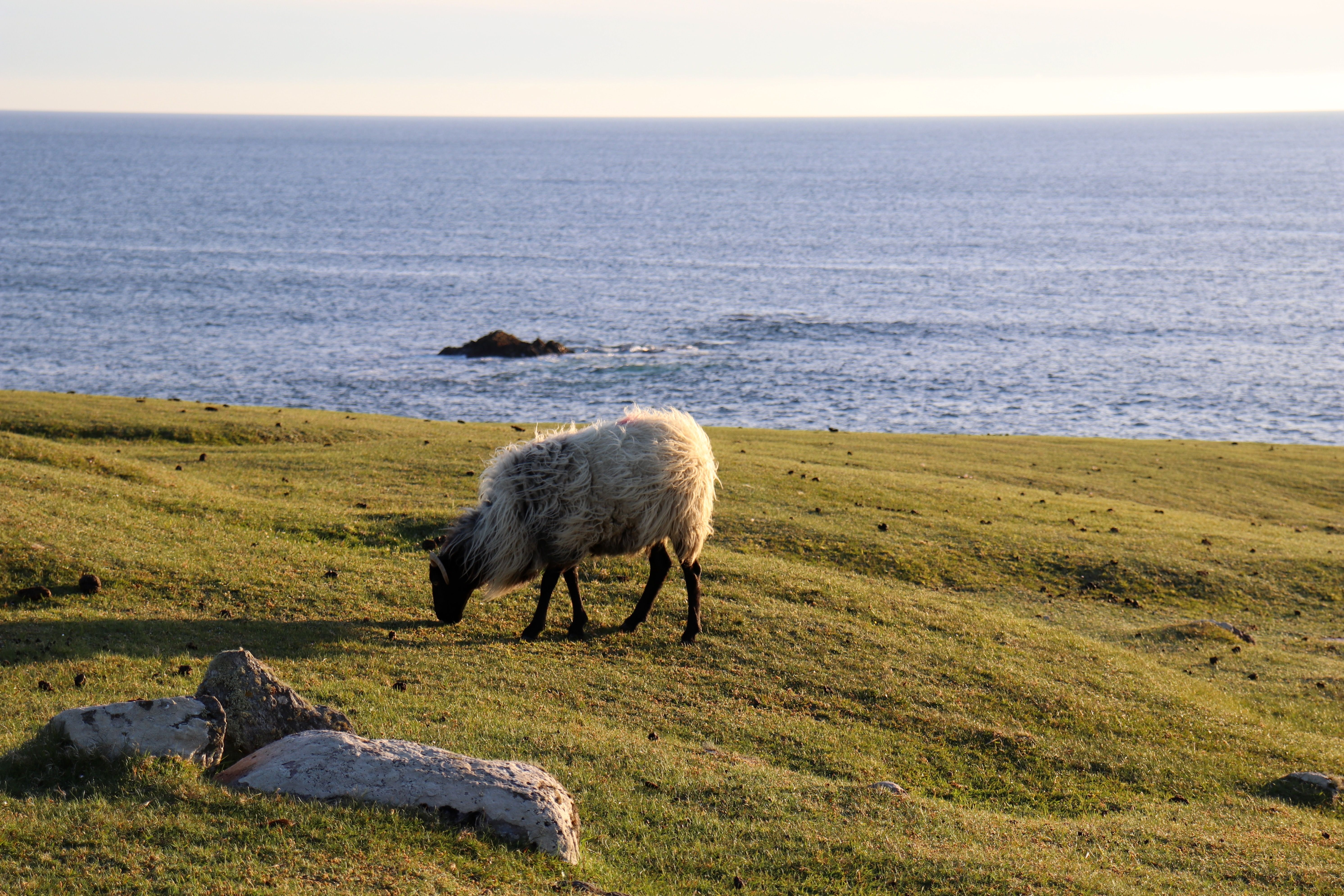 Achill Island Sheep