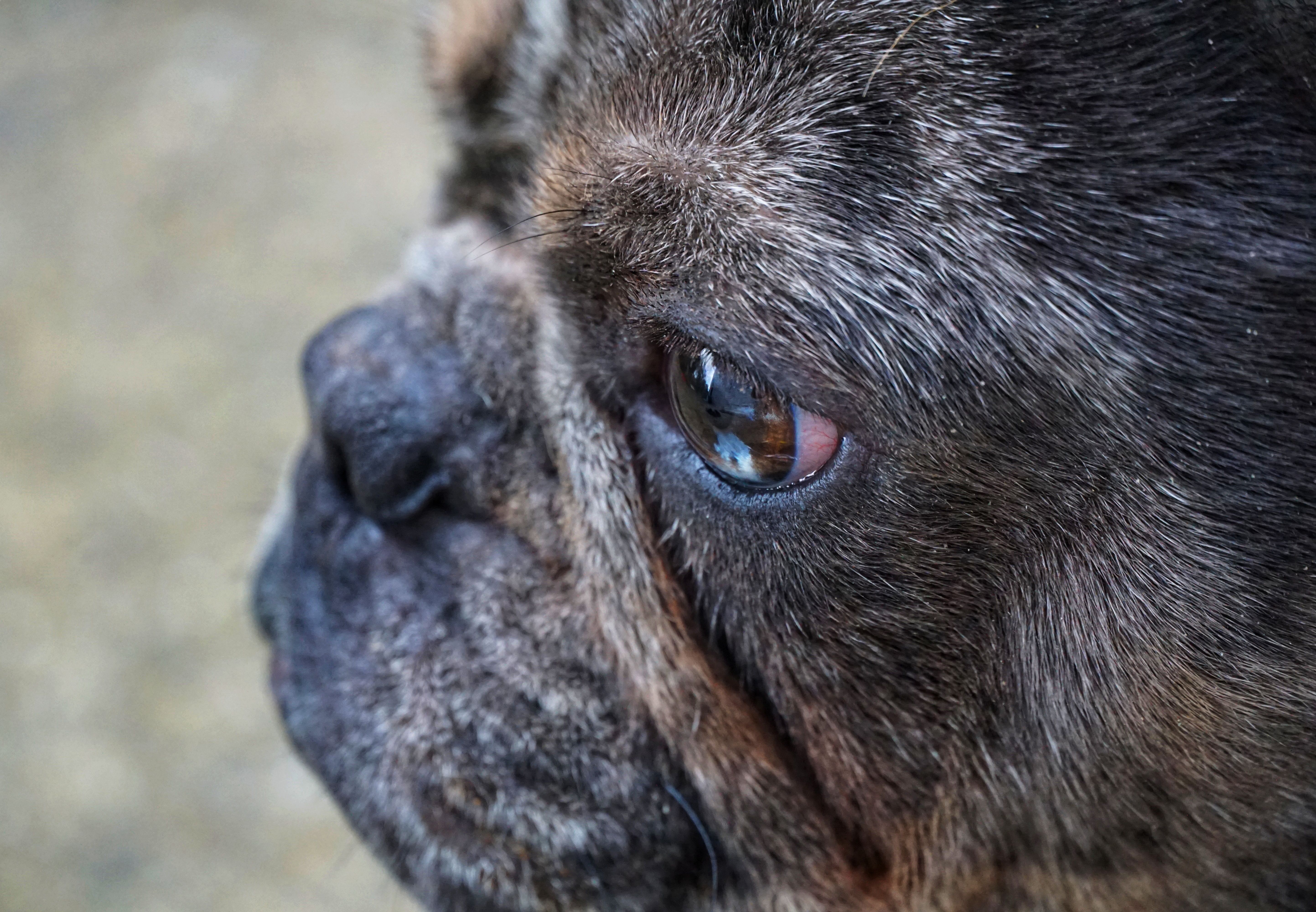 french bulldog eyes