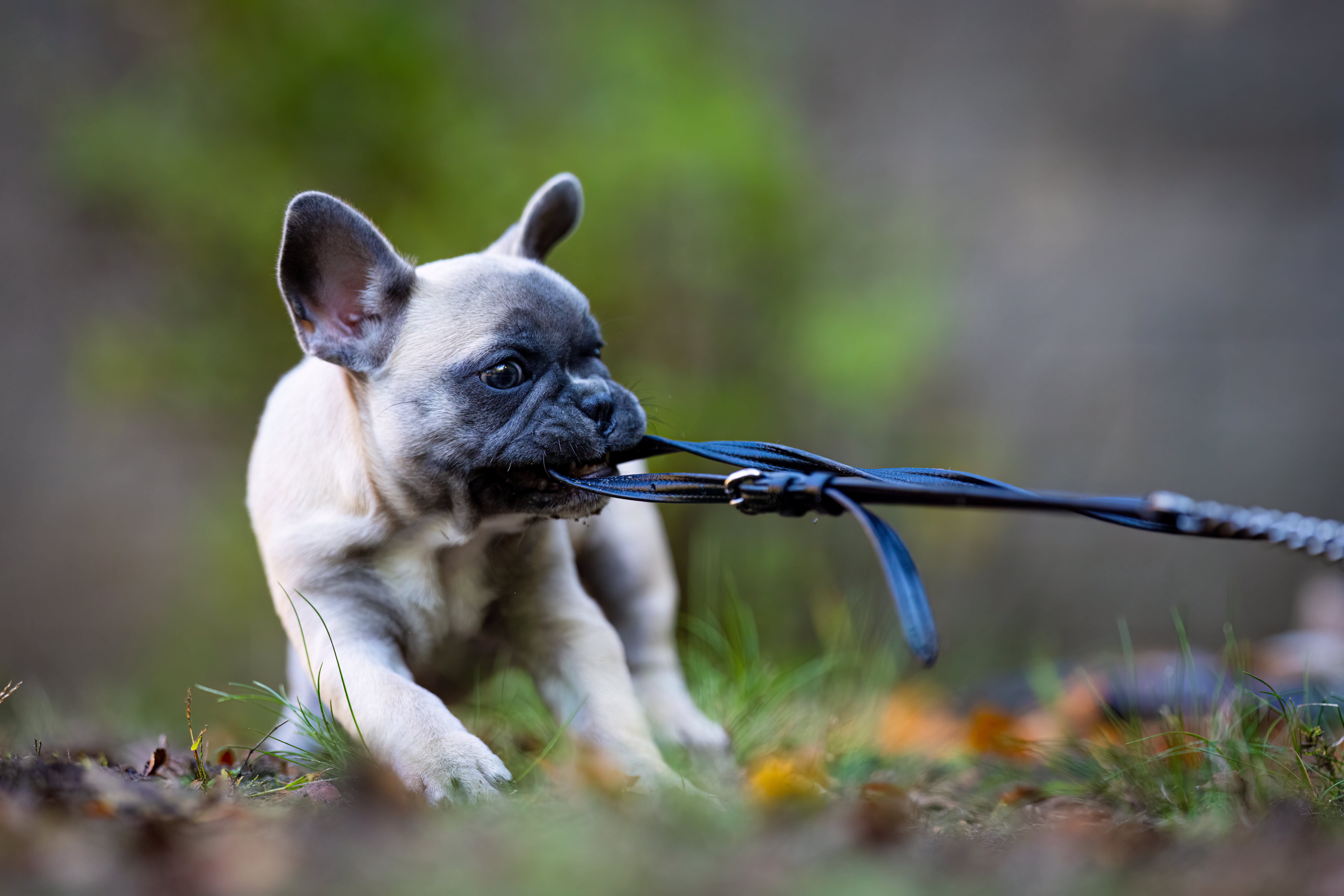French Bulldog Pulling on Strap