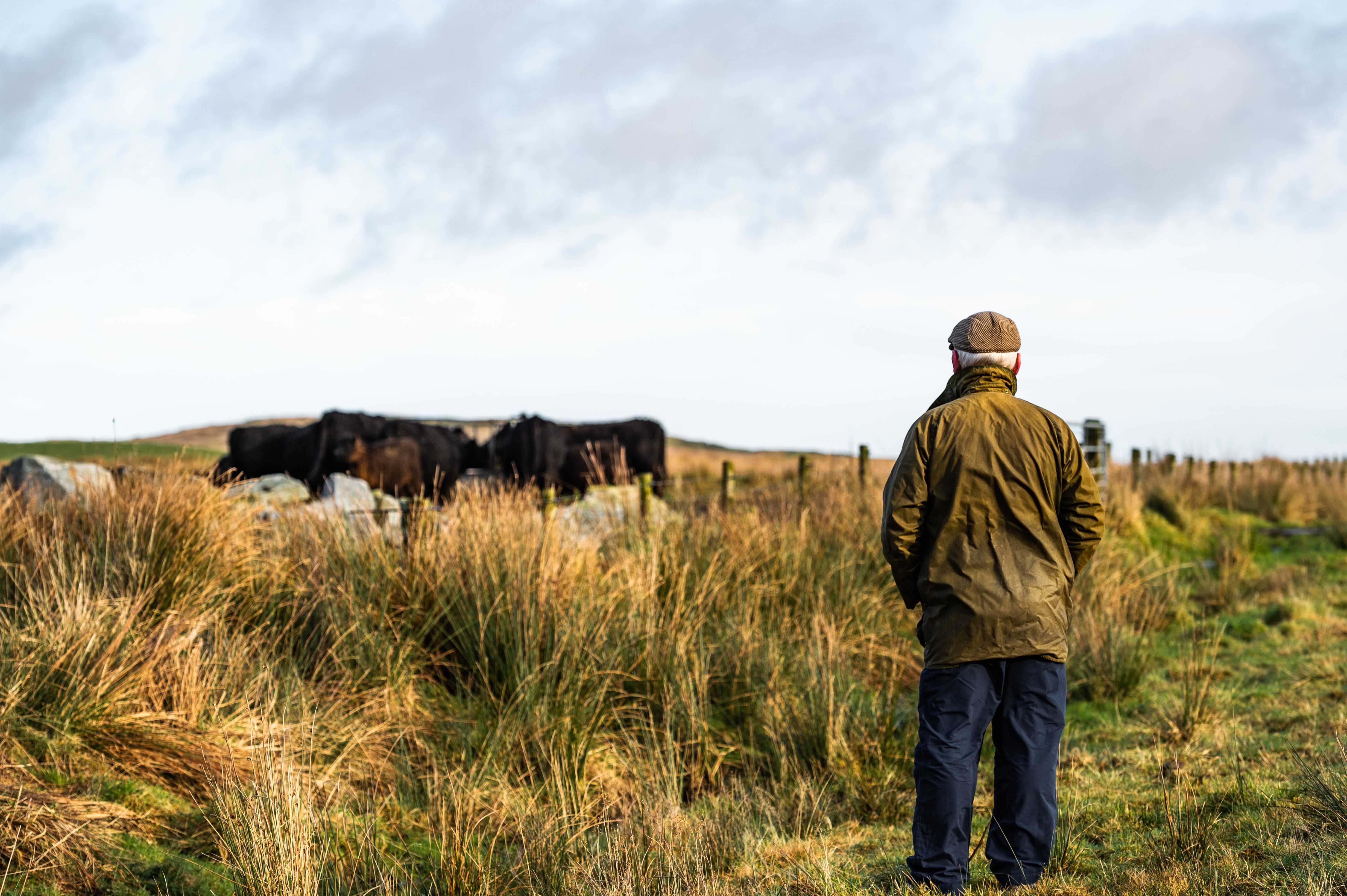 Senior man in a rural setting with his back to the camera looking at beef cattle in a field in south west Scotland.