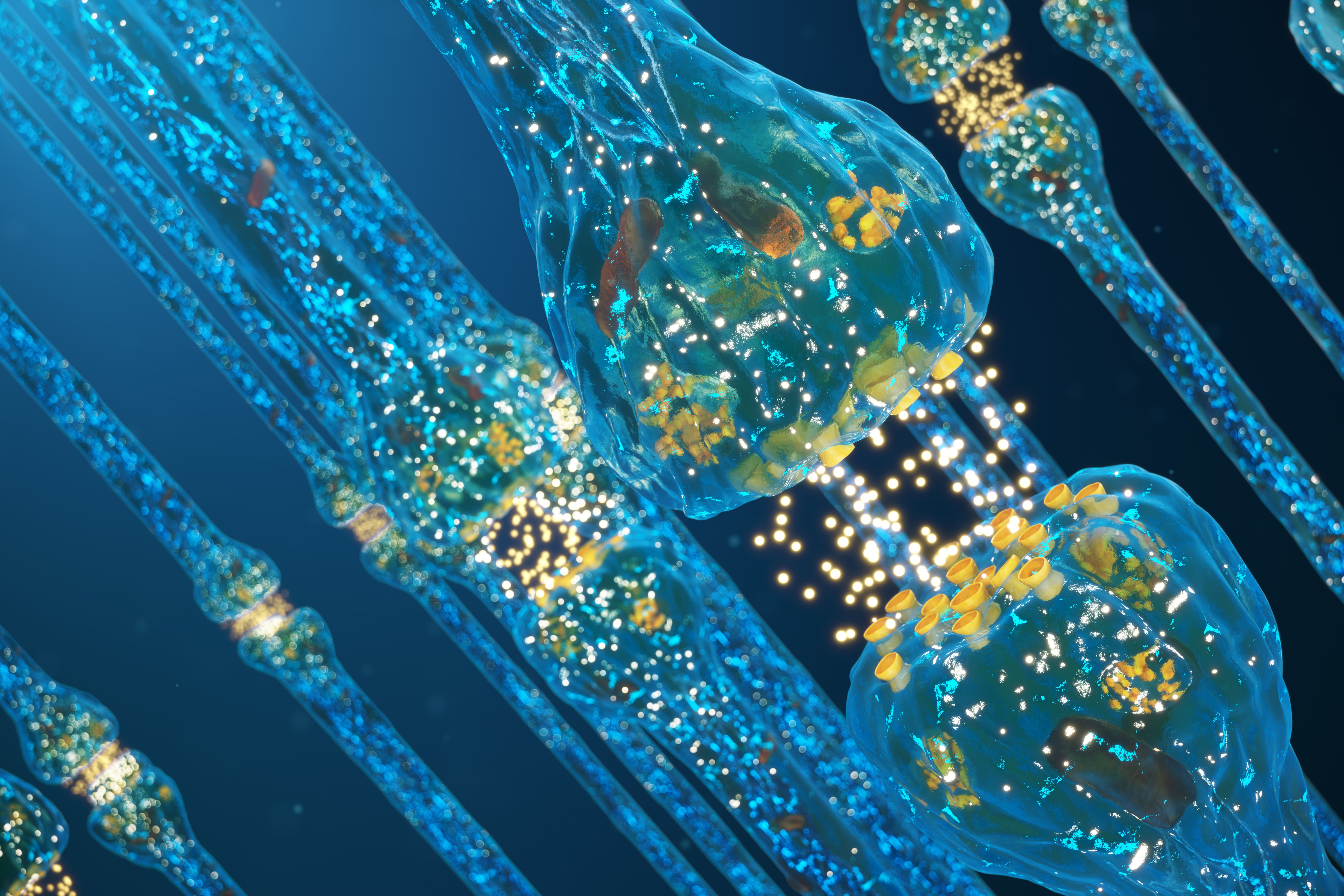 Synaptic transmission, human nervous system. Concept consciousness. Brain synapses. Transmission synapse, signals, impulses in brain, information transfer at the cellular or atomic level, 3D Rendering