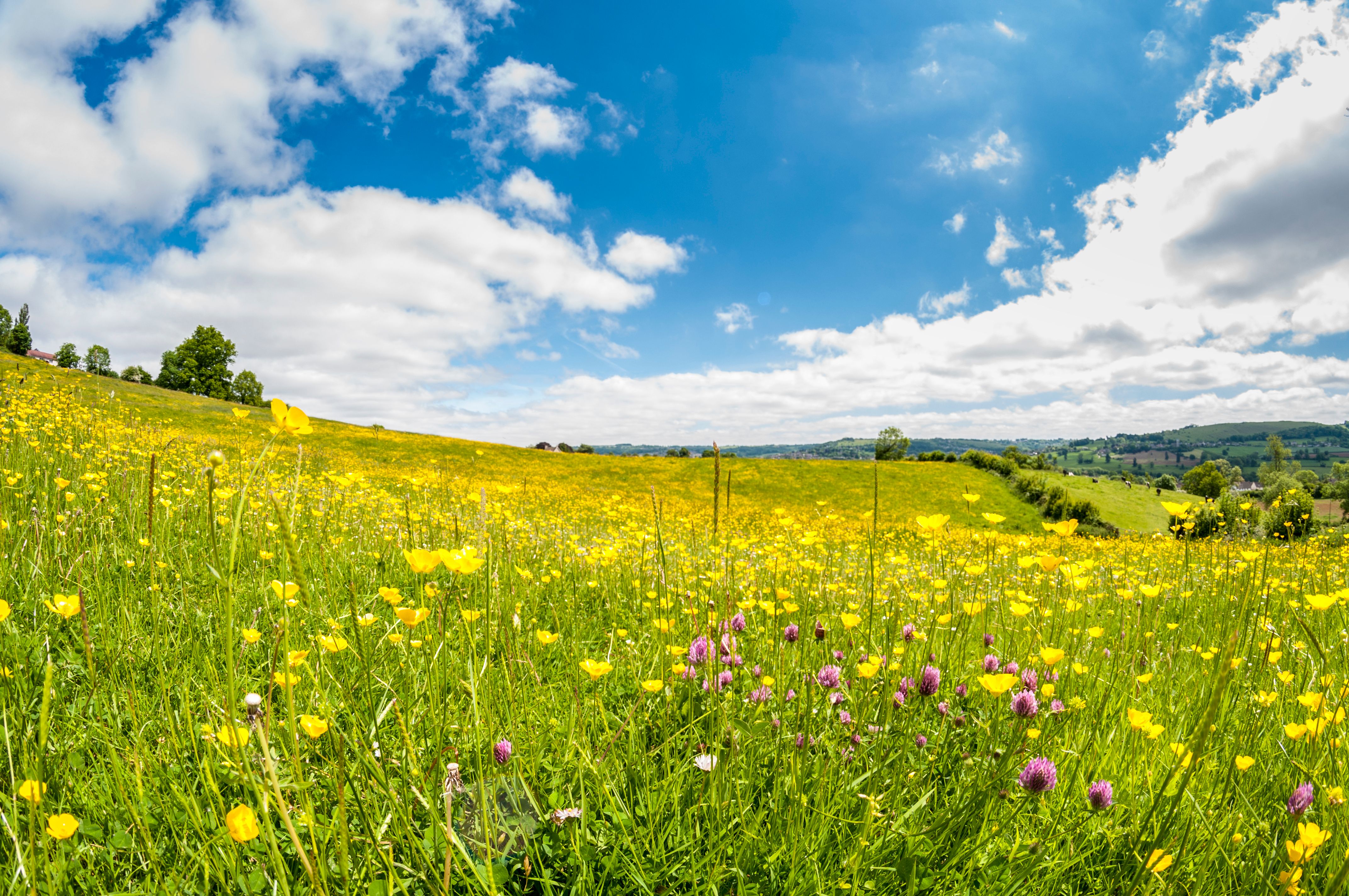 Wilde Blumen auf einer Wiese