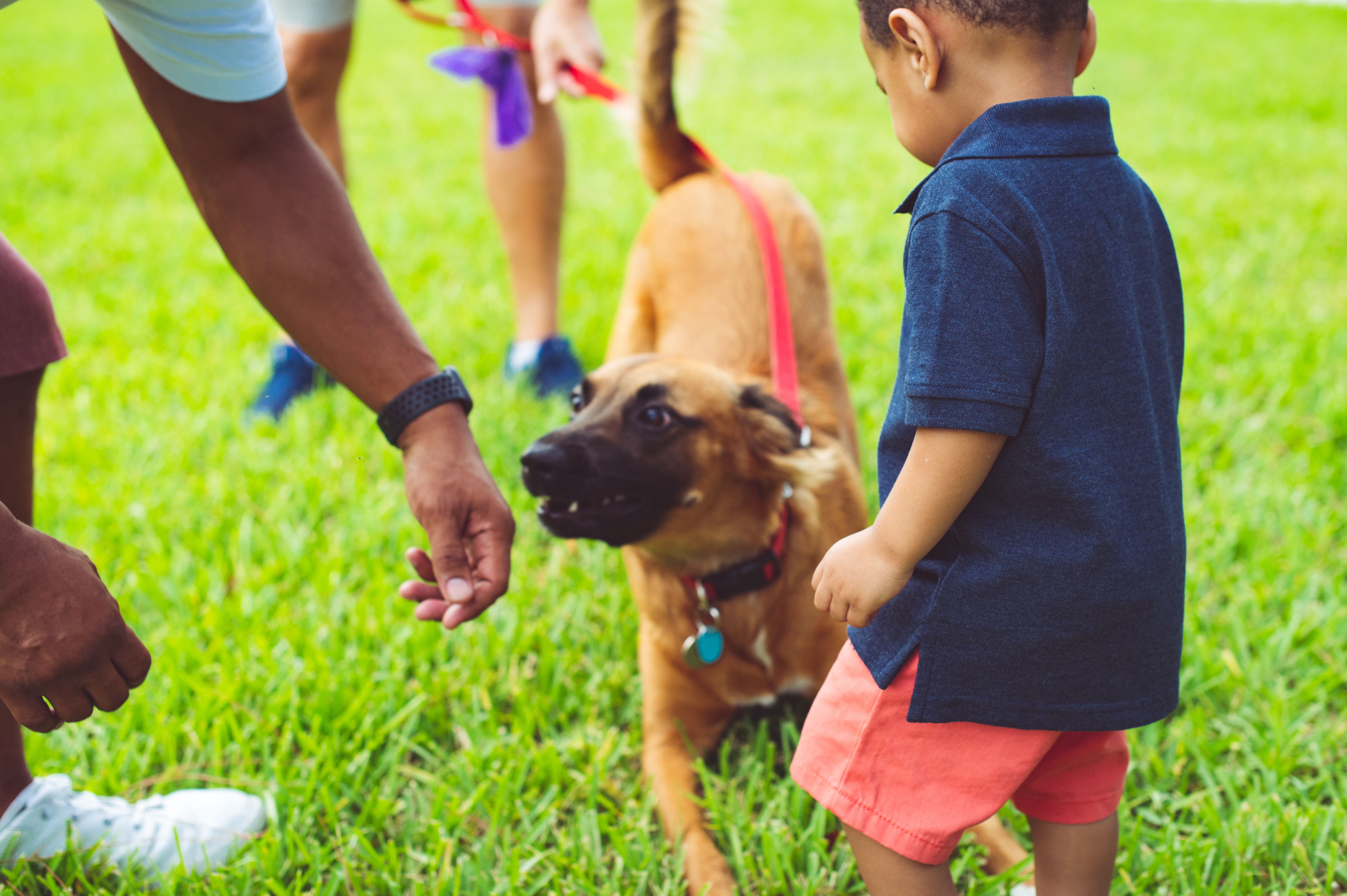 Toddler boy and father pet a rambunctious dog outdoors