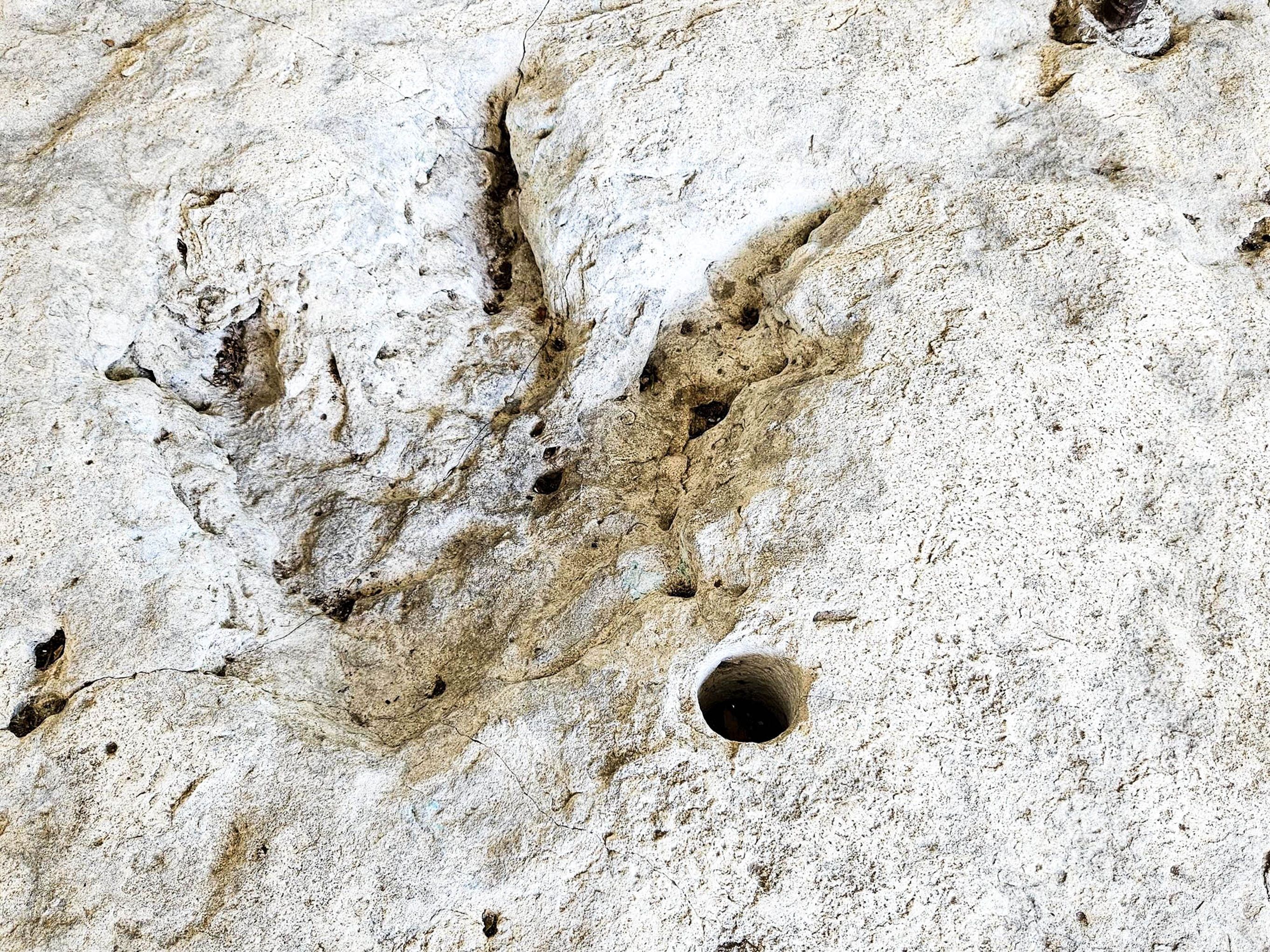 dinosaur tracks