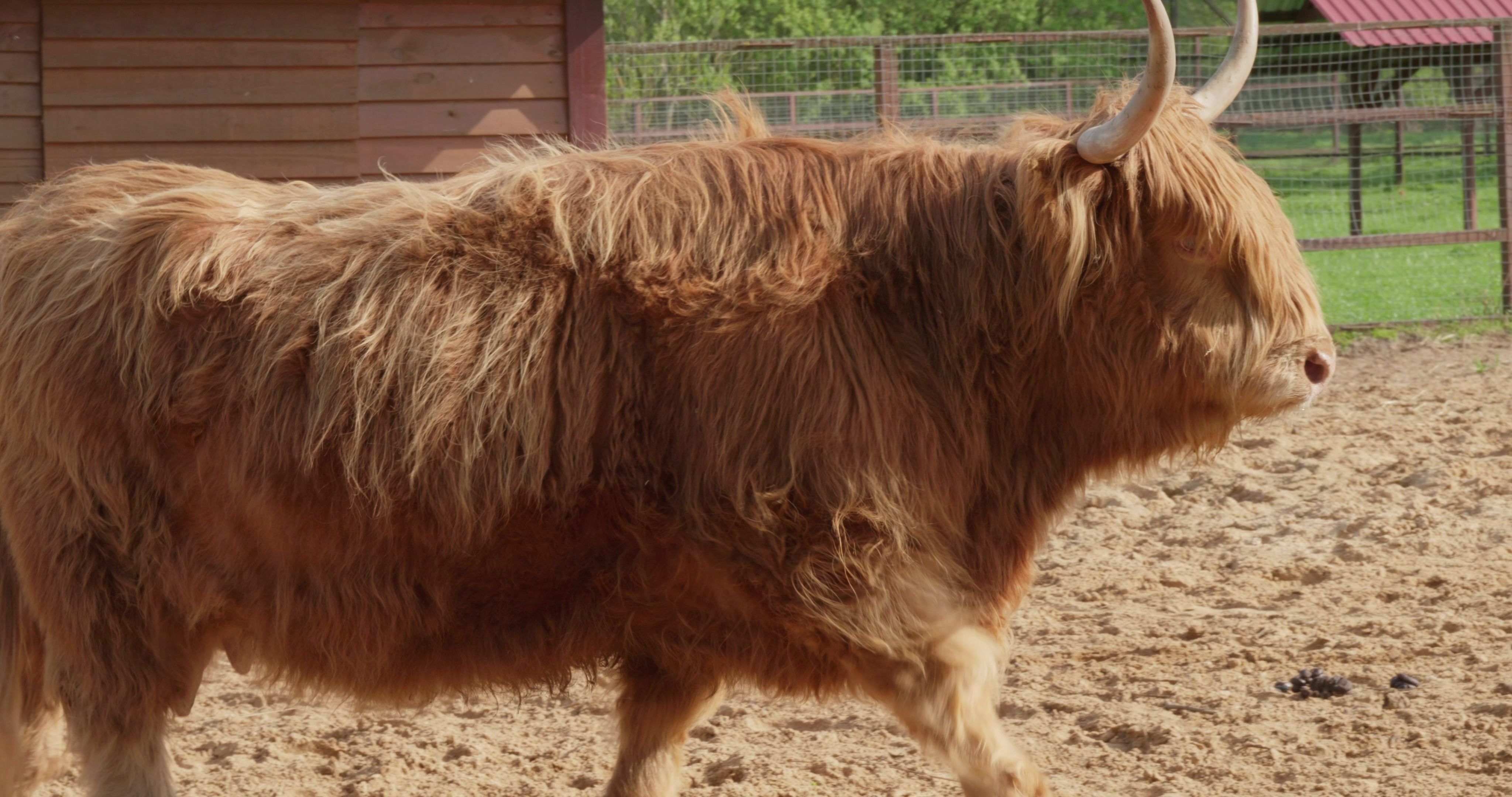 highland cow breeder