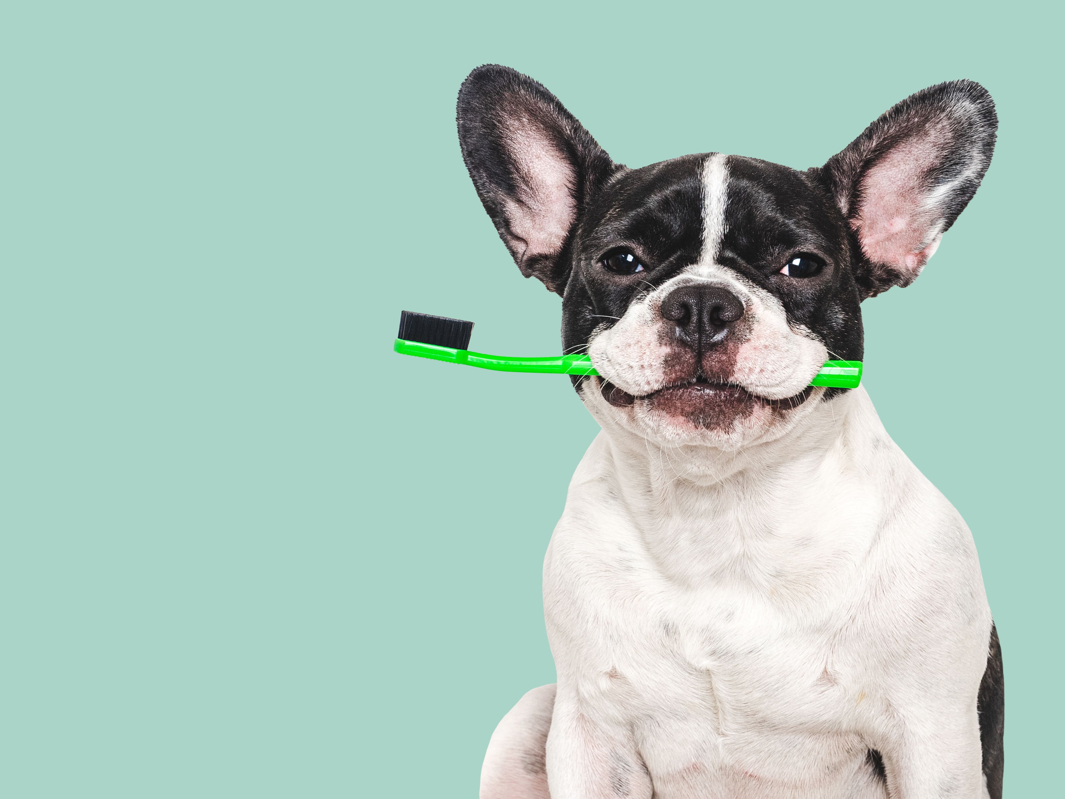 french bulldog grooming