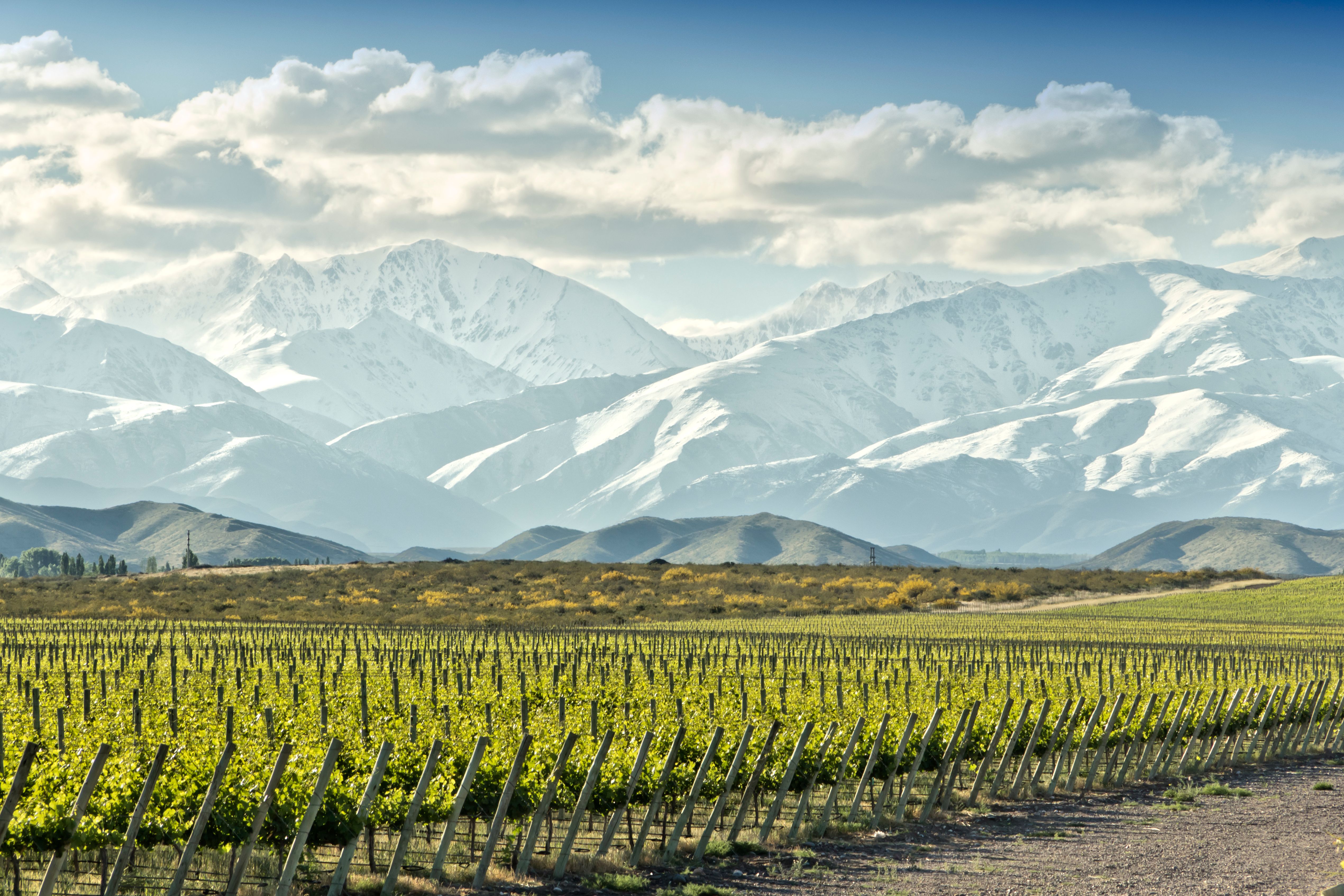 argentine vineyard