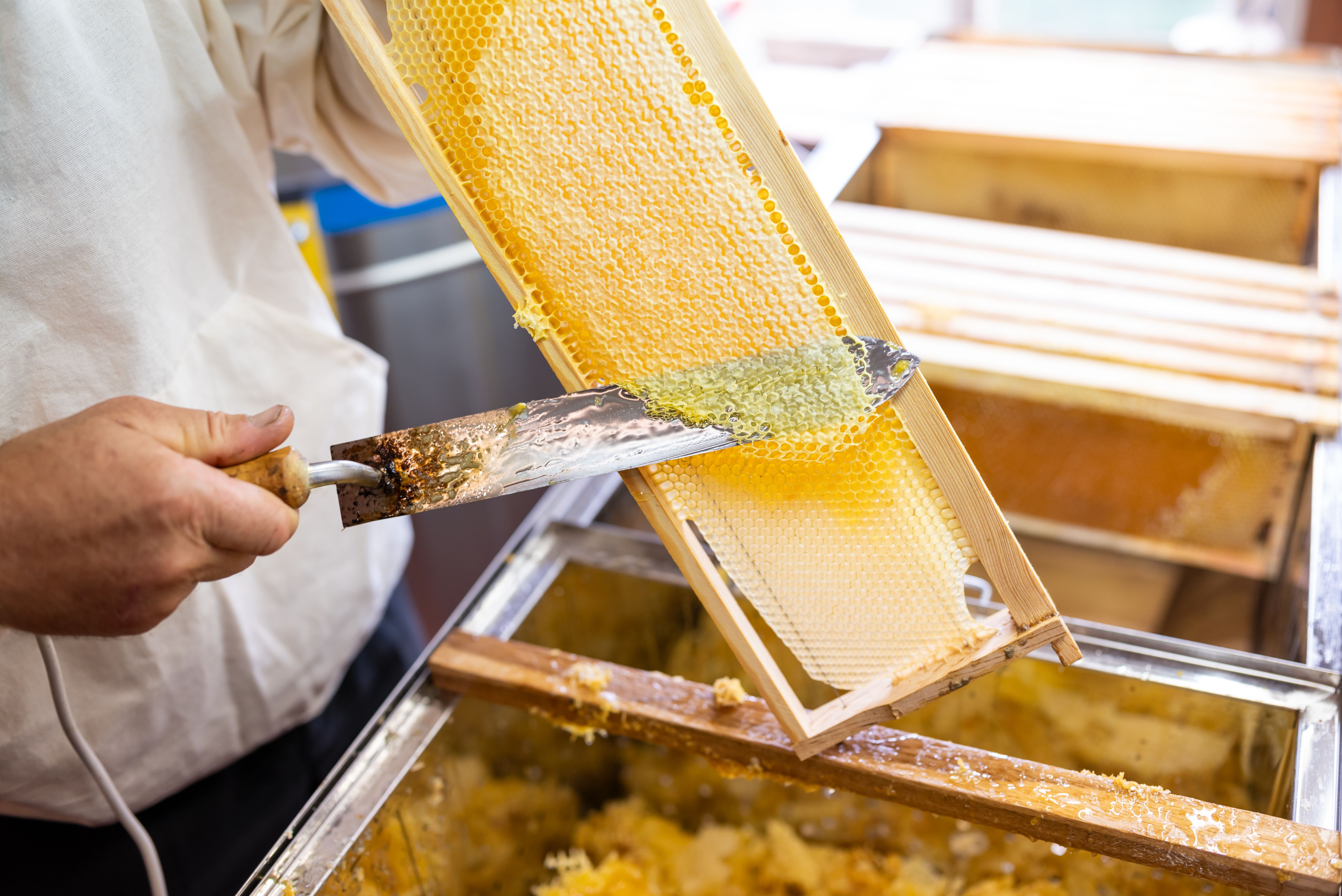 beekeeping process