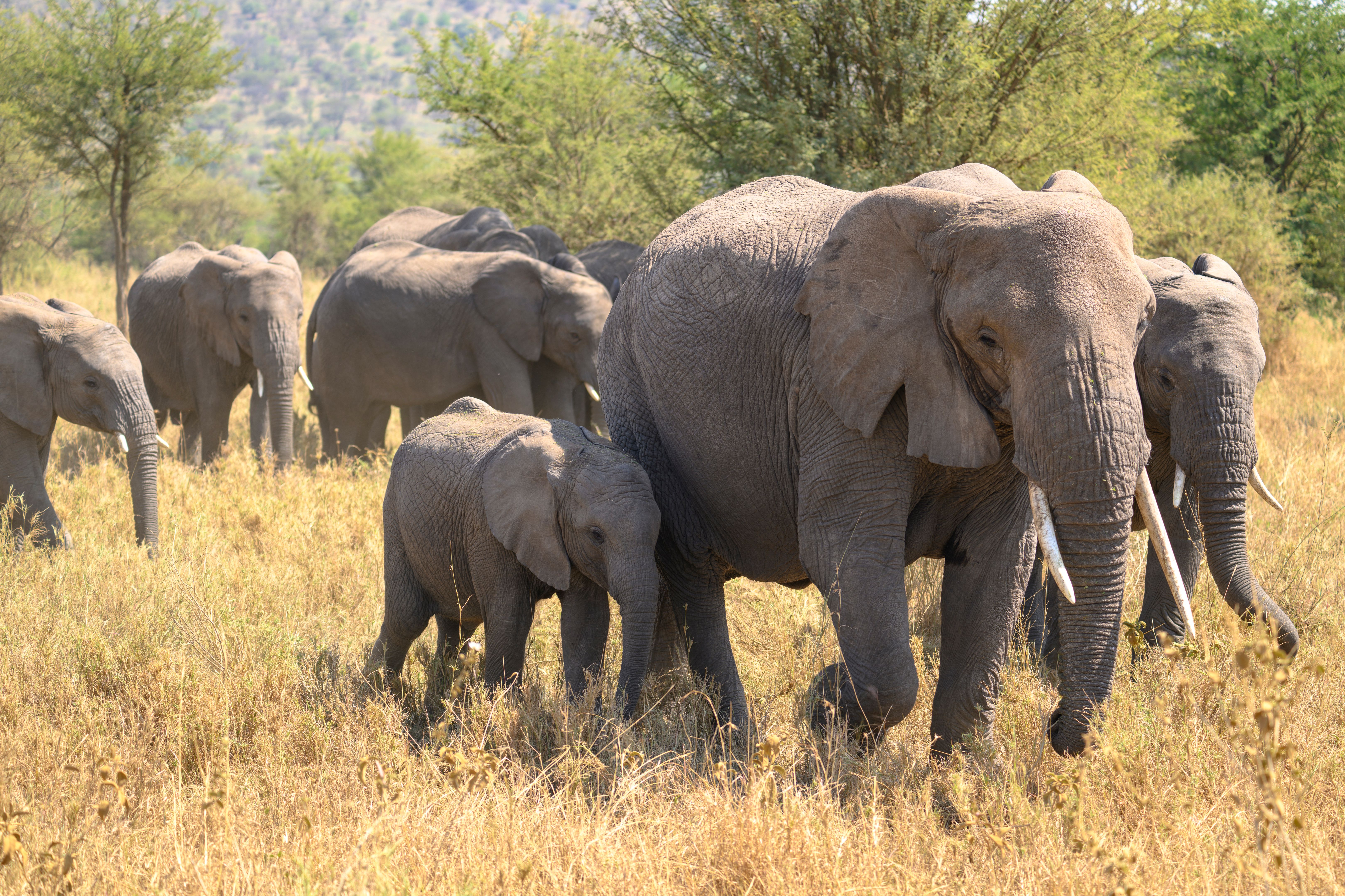 African elephants