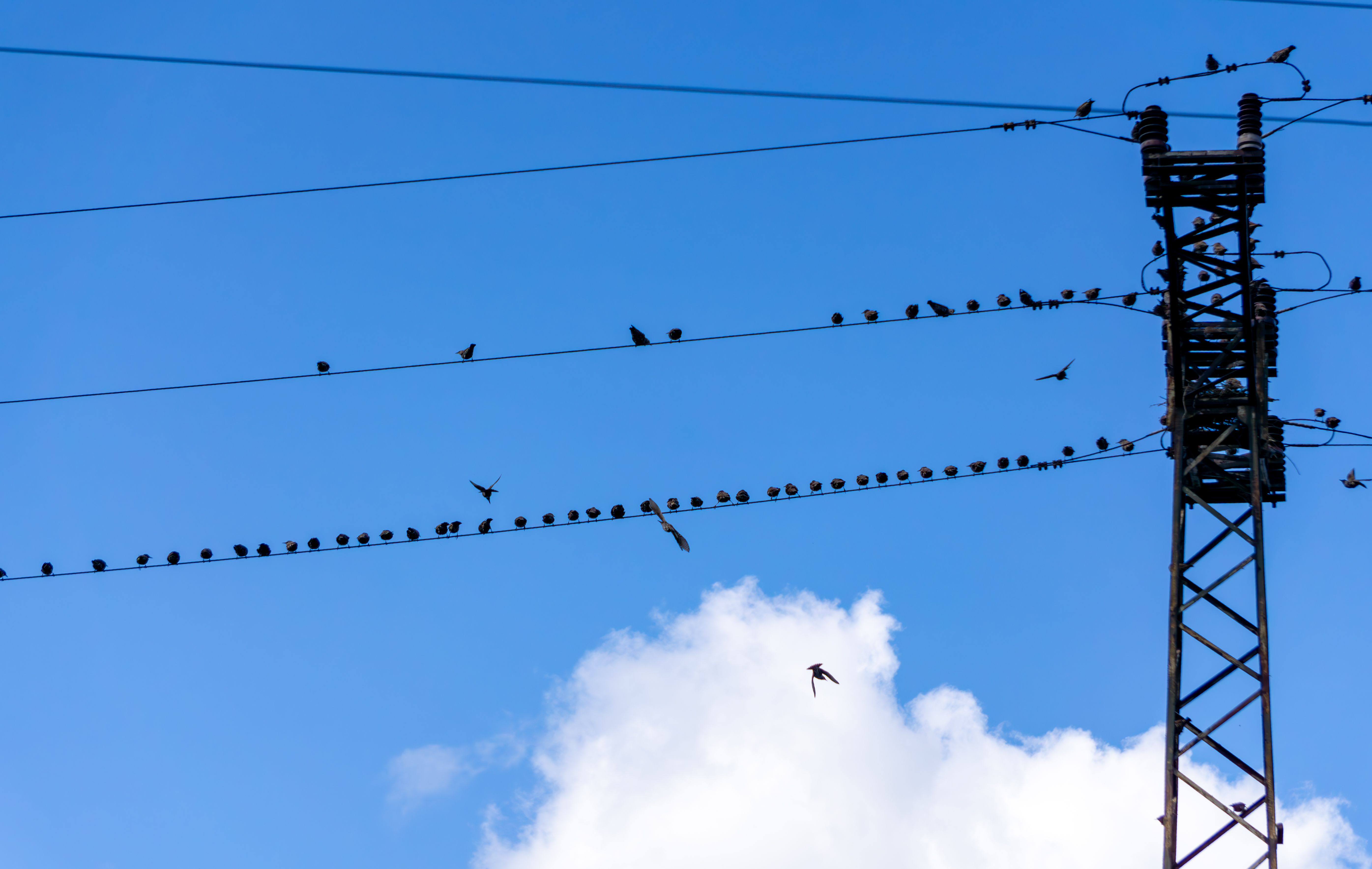 birds on wires