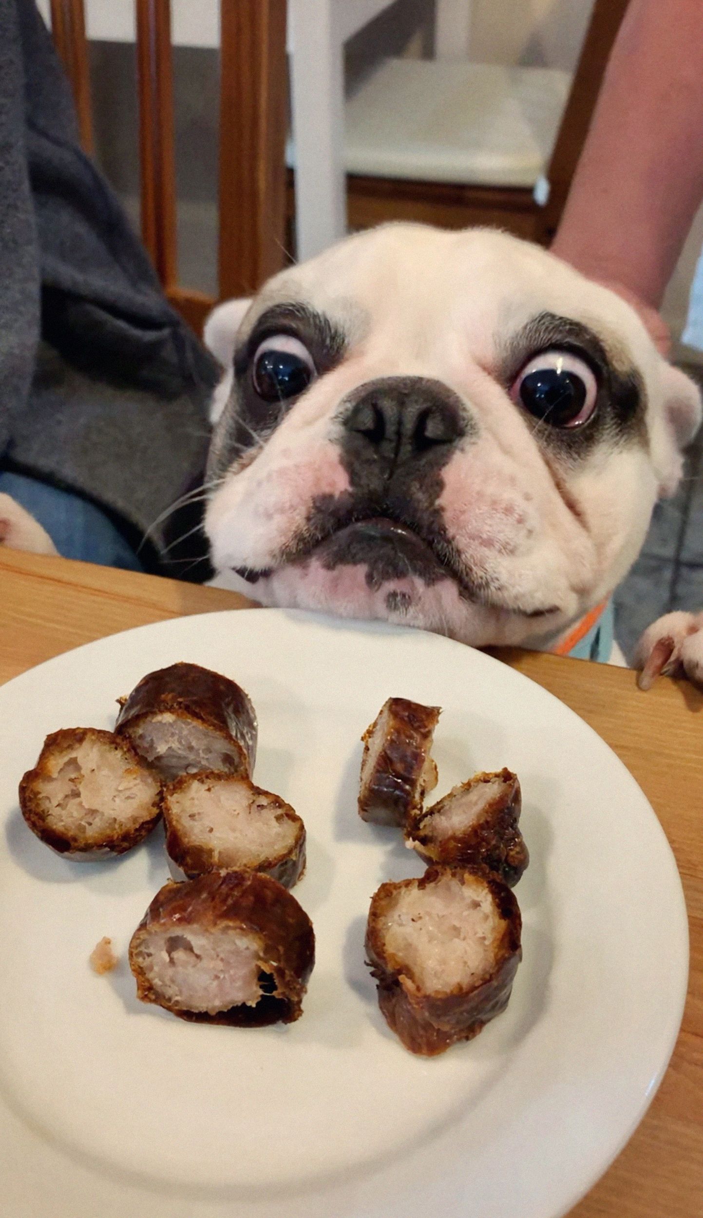Funny French Bulldog puppy staring at delicious sausages Funny French Bulldog puppy staring at delicious sausages
