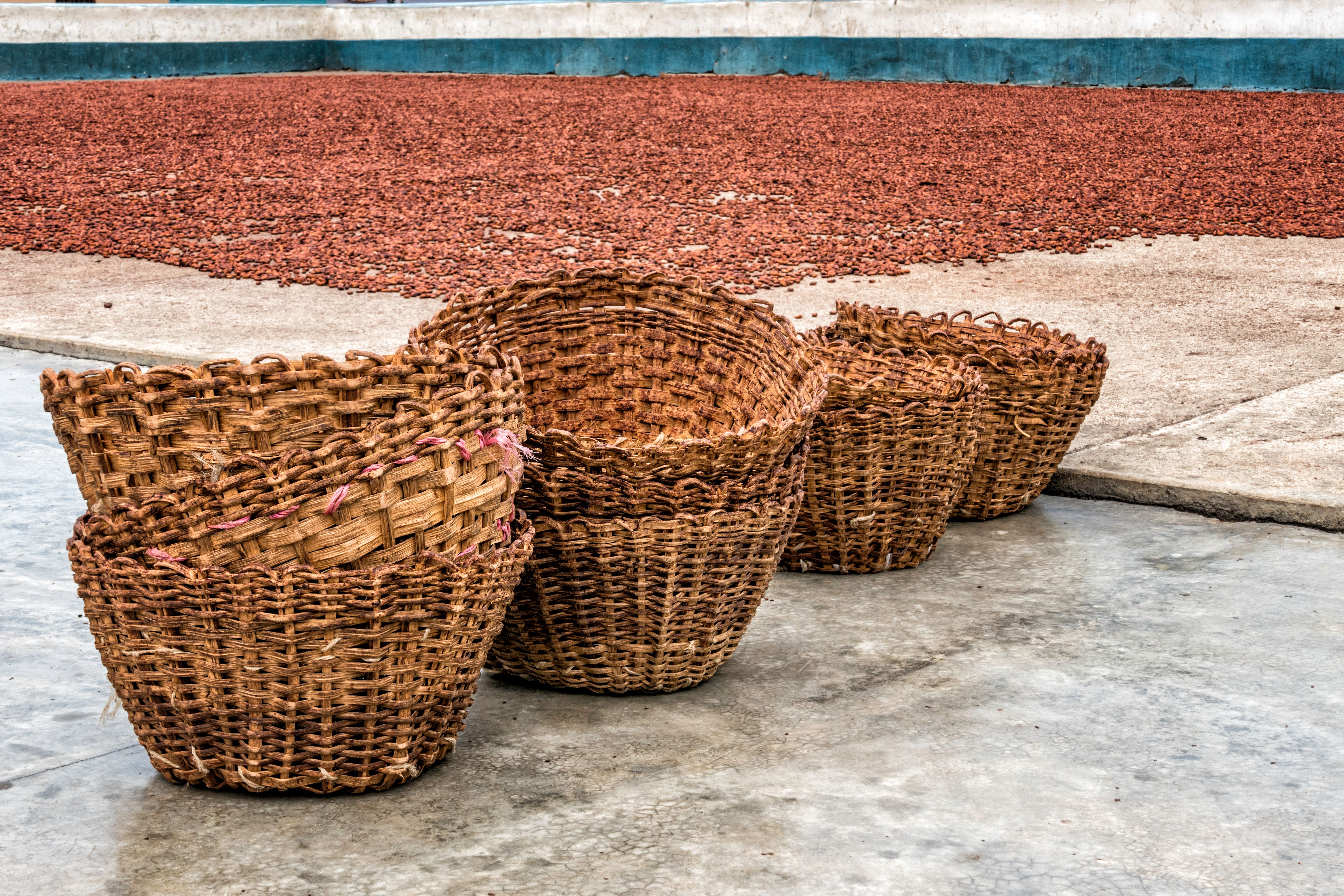 Wicker baskets and Cocoa drying beans on patio Chuao Venezuela Wicker baskets and Cocoa drying beans on patio Chuao Venezuela